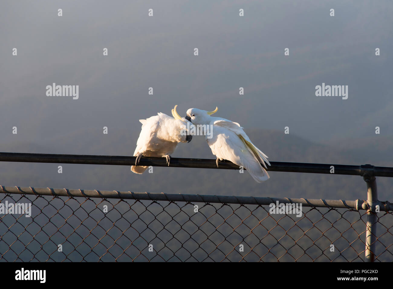 La mattina presto lo zolfo crested cacatua appollaiato sulla recinzione al Jamison Valley, Blue Mountains, Australia, preening amore uccelli Foto Stock