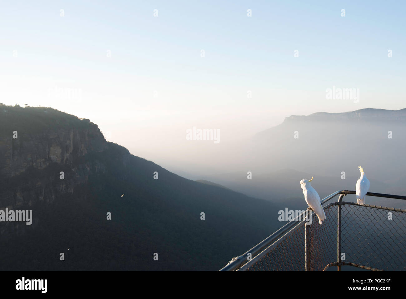 La mattina presto vista di misty Jamison Valley e il Monte solitario, Blue Mountains, Australia, con zolfo crested cacatua sul recinto a lookout Foto Stock