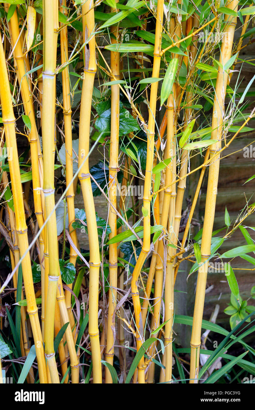 Phyllostachys 'Golden Crookstem Bamboo' ammassarsi nel giardino inglese Foto Stock