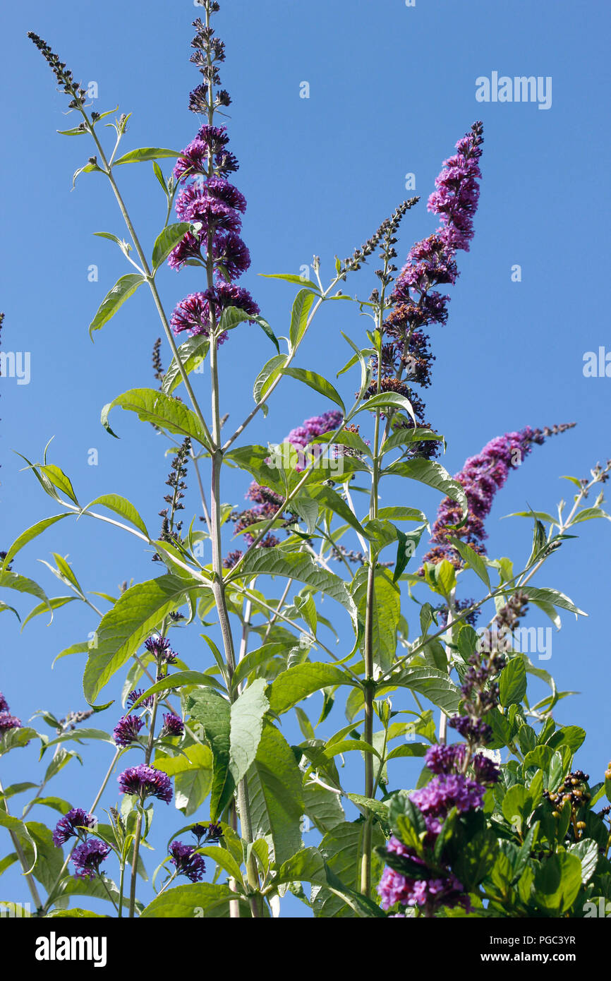 Buddleia davidii (Butterfly bush) nel pieno fiore Foto Stock