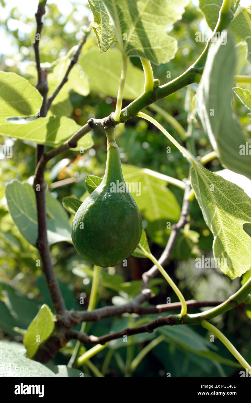La maturazione fig (Ficus) cresce su 'Brown Turchia" fico nel giardino inglese Foto Stock