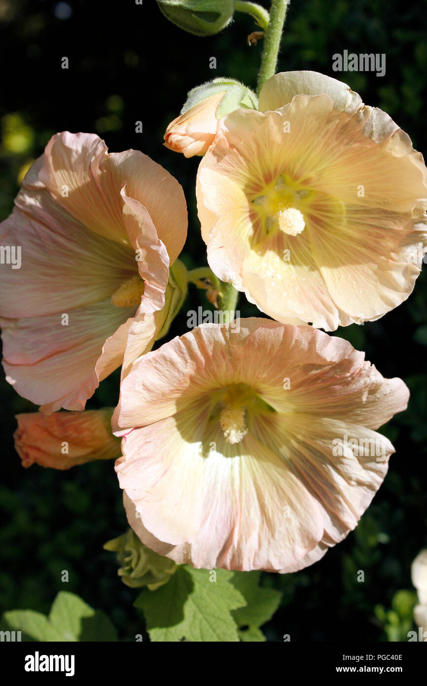 Hollyhock Alcea rosea fiori in presenza di luce solare Foto Stock