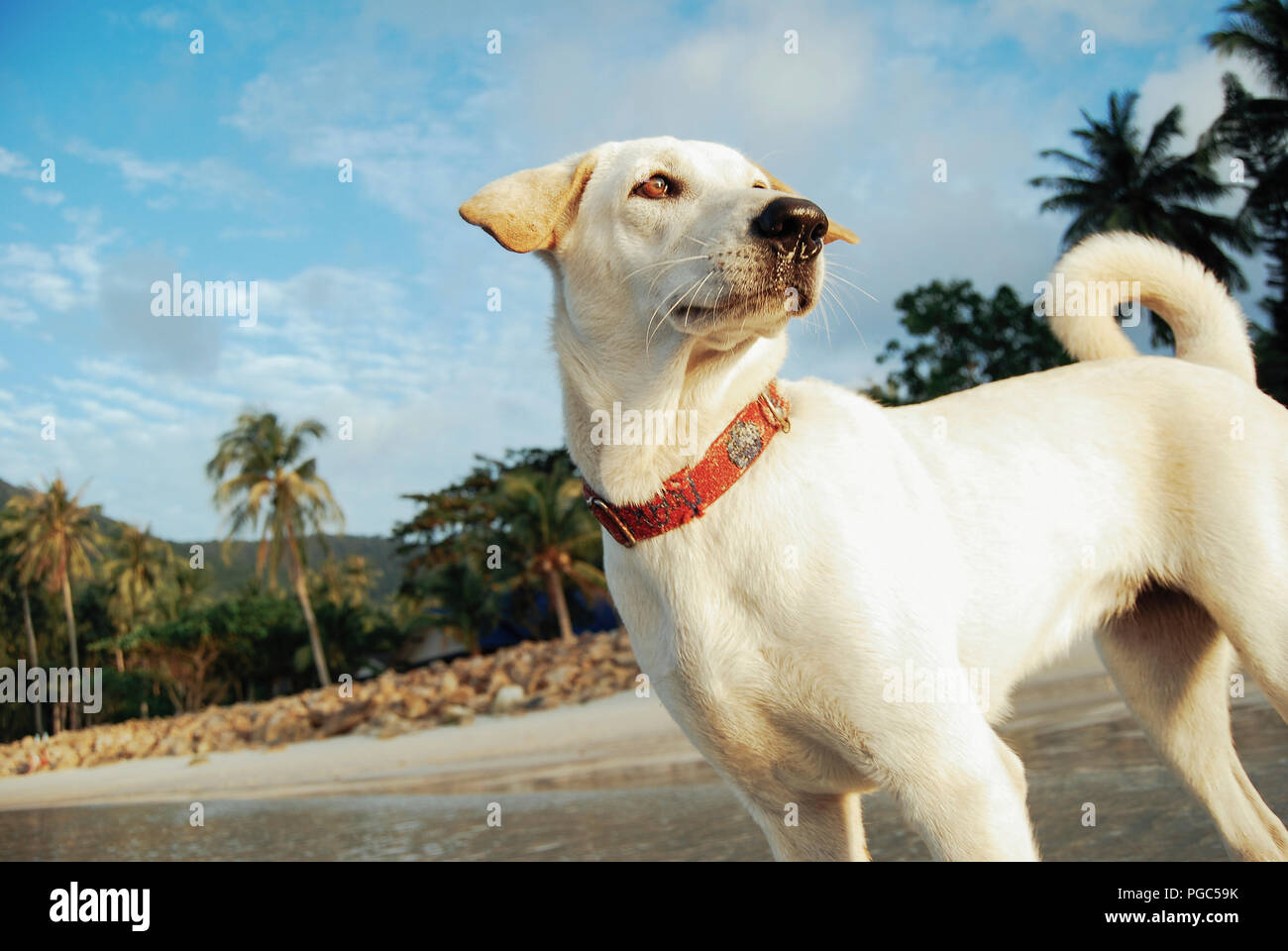 Ritratto di un bianco Labrador retriever cane su una spiaggia tropicale con lussureggianti palme esotiche dietro di esso. Foto Stock Ritratto di un bianco Labrador retriever cane su una spiaggia tropicale con lussureggianti palme esotiche dietro di esso. Foto Stock