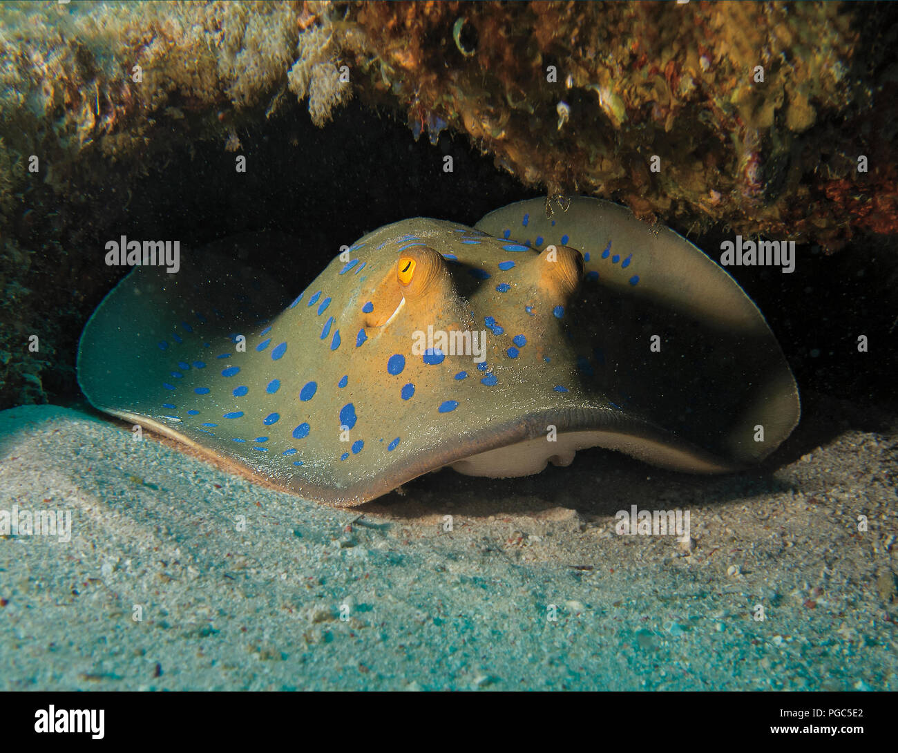 Blue Spotted Stingray o Bluespotted ribbontail ray, Taeniura lymma, sul fondale marino, Mar Rosso, Egitto Foto Stock