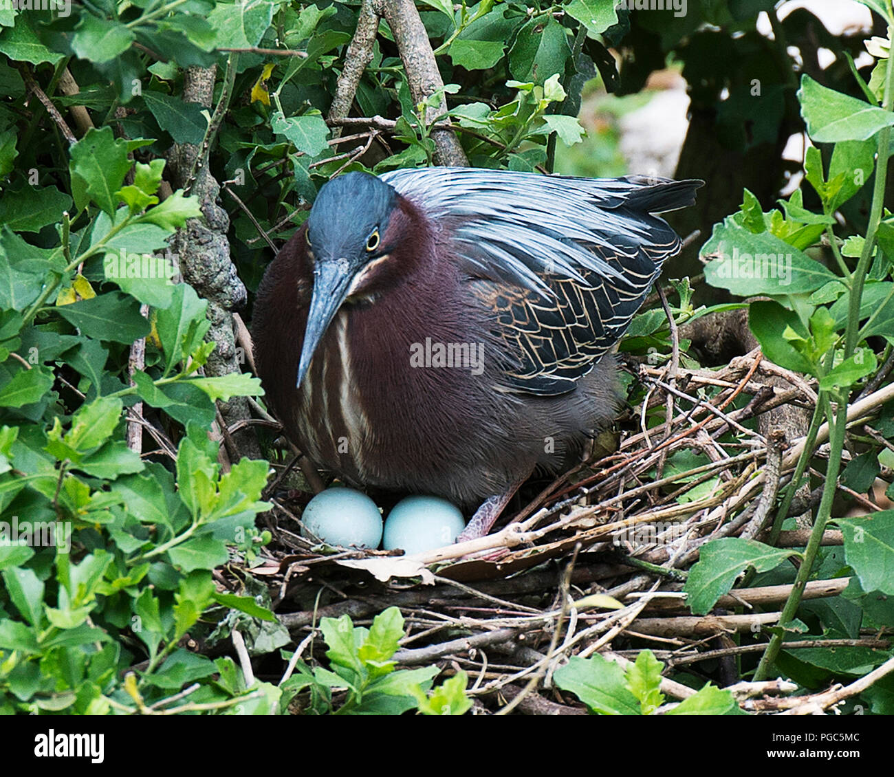 Green Heron bird seduta sul suo nido con uova di uccello con fogliame di sfondo e di primo piano nel suo ambiente e dintorni. Bellissimo uccello. Foto Stock