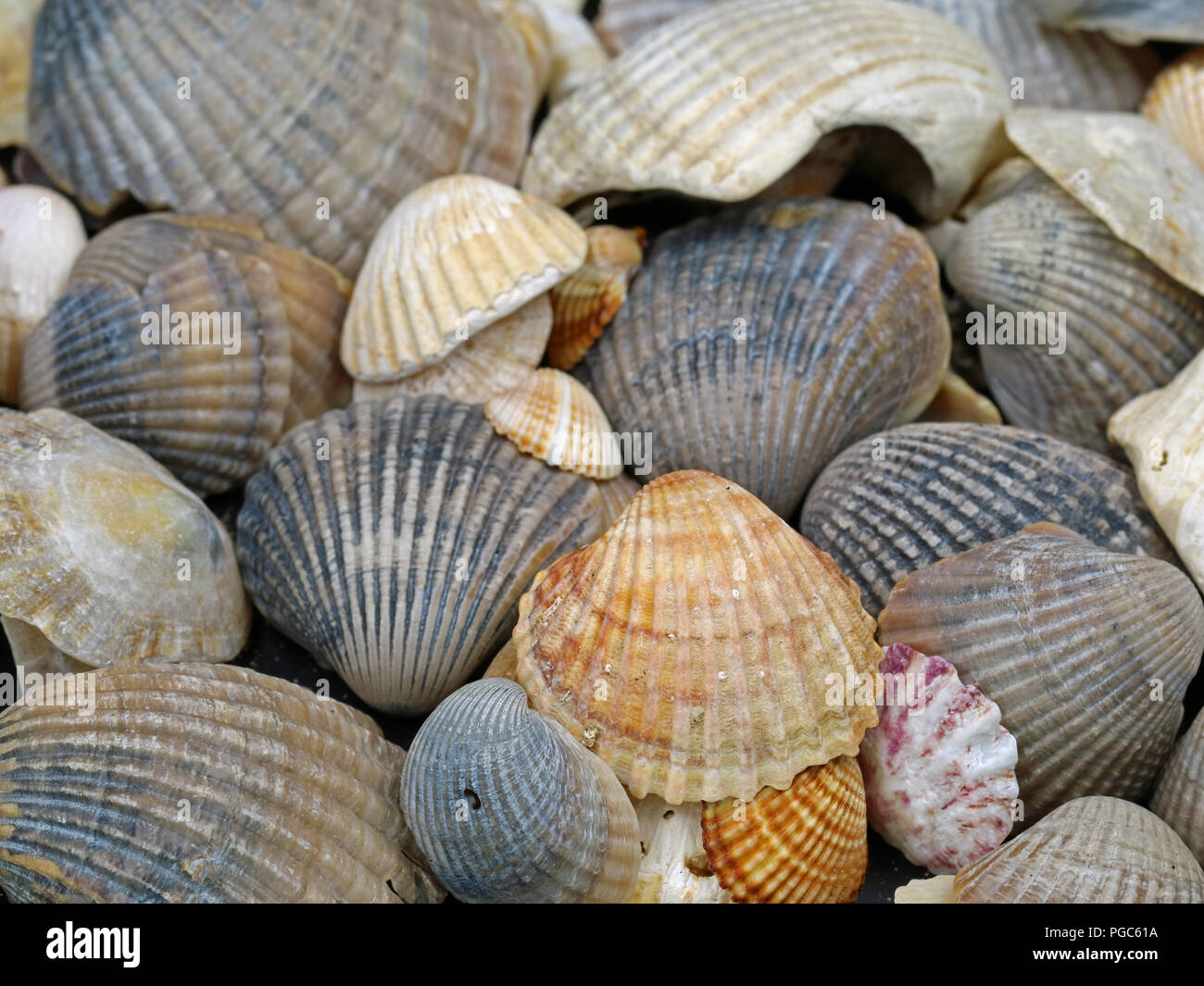 Close up di diversi molluschi trovati sul Mare Mediterraneo Foto Stock