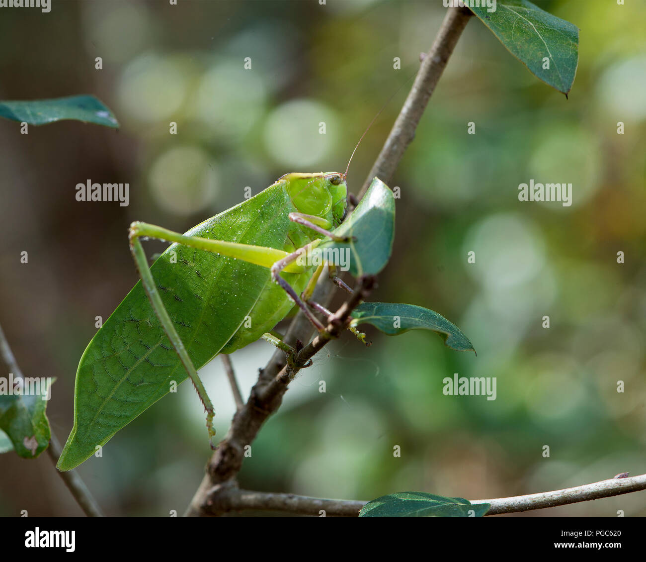 Katydid insetto su un ramo verde con un camuffamento visualizzando il suo colore verde, le antenne e gli occhi, nel suo ambiente e dintorni. Immagine. Ritratto. Foto Stock