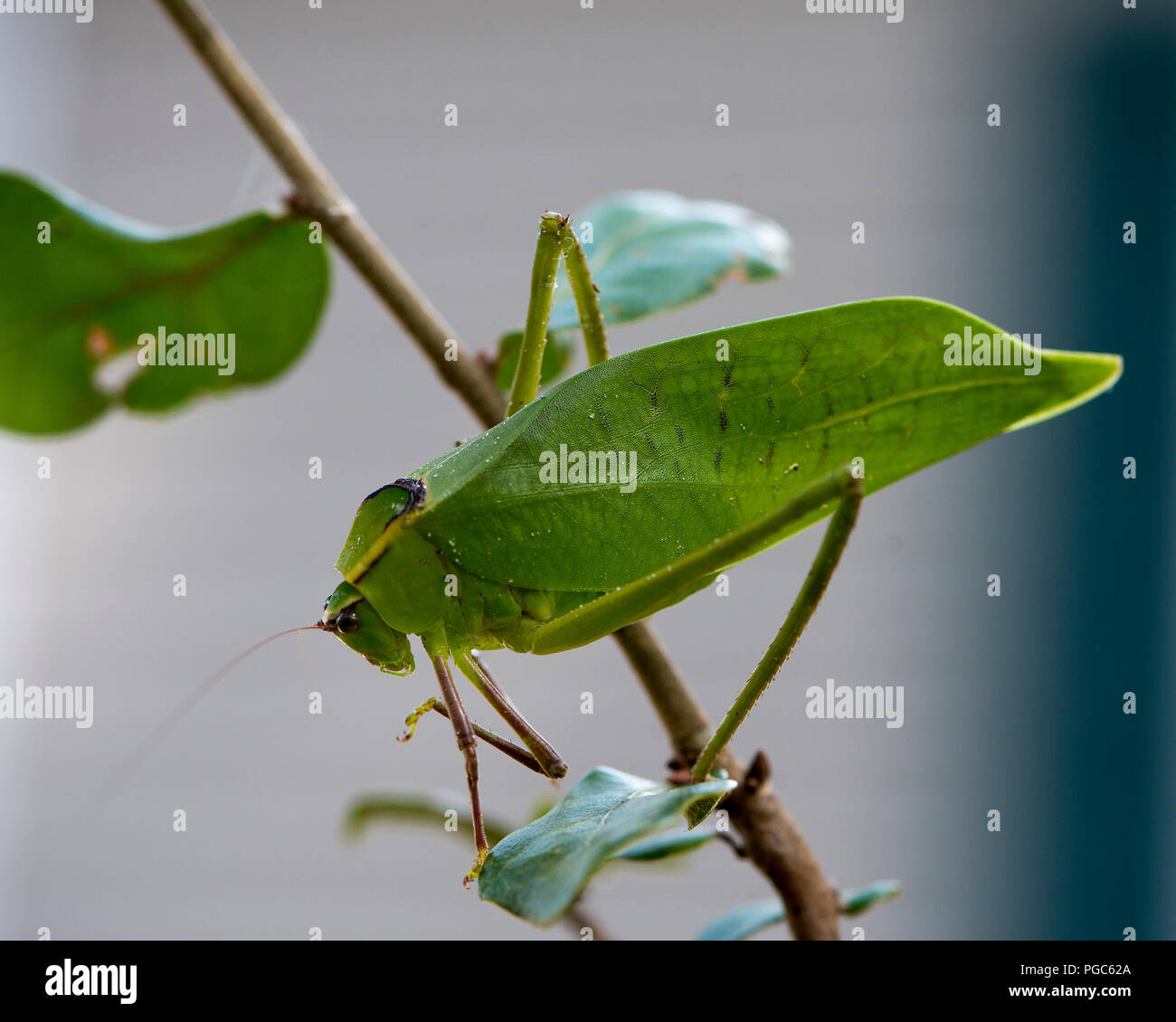 Katydid insetto su un ramo verde con un camuffamento visualizzando il suo colore verde, le antenne e gli occhi, nel suo ambiente e dintorni. Foto. Immagine. Foto Stock