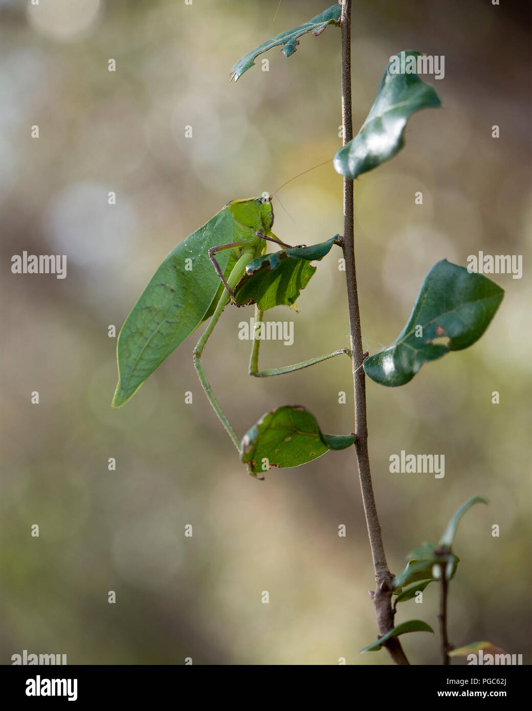 Katydid insetto su un ramo verde con un camuffamento visualizzando il suo colore verde, le antenne e gli occhi, nel suo ambiente e dintorni. Foto. Immagine. Foto Stock