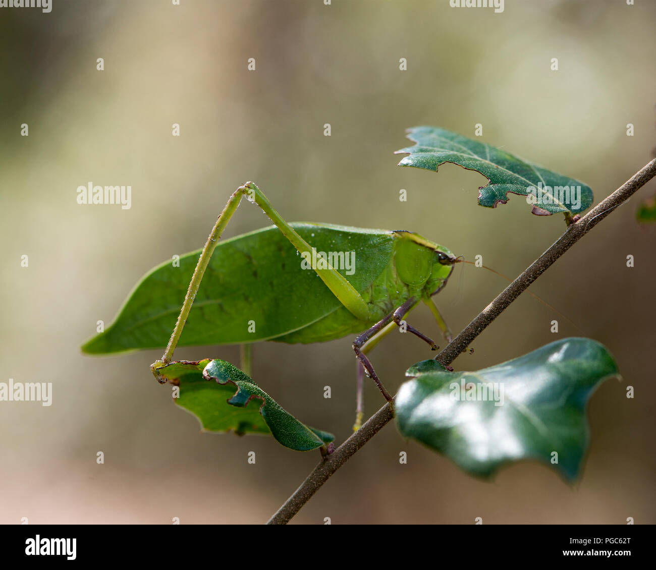 Katydid insetto su un ramo verde con un camuffamento visualizzando il suo colore verde, le antenne e gli occhi, nel suo ambiente e dintorni. Foto. Immagine. Foto Stock