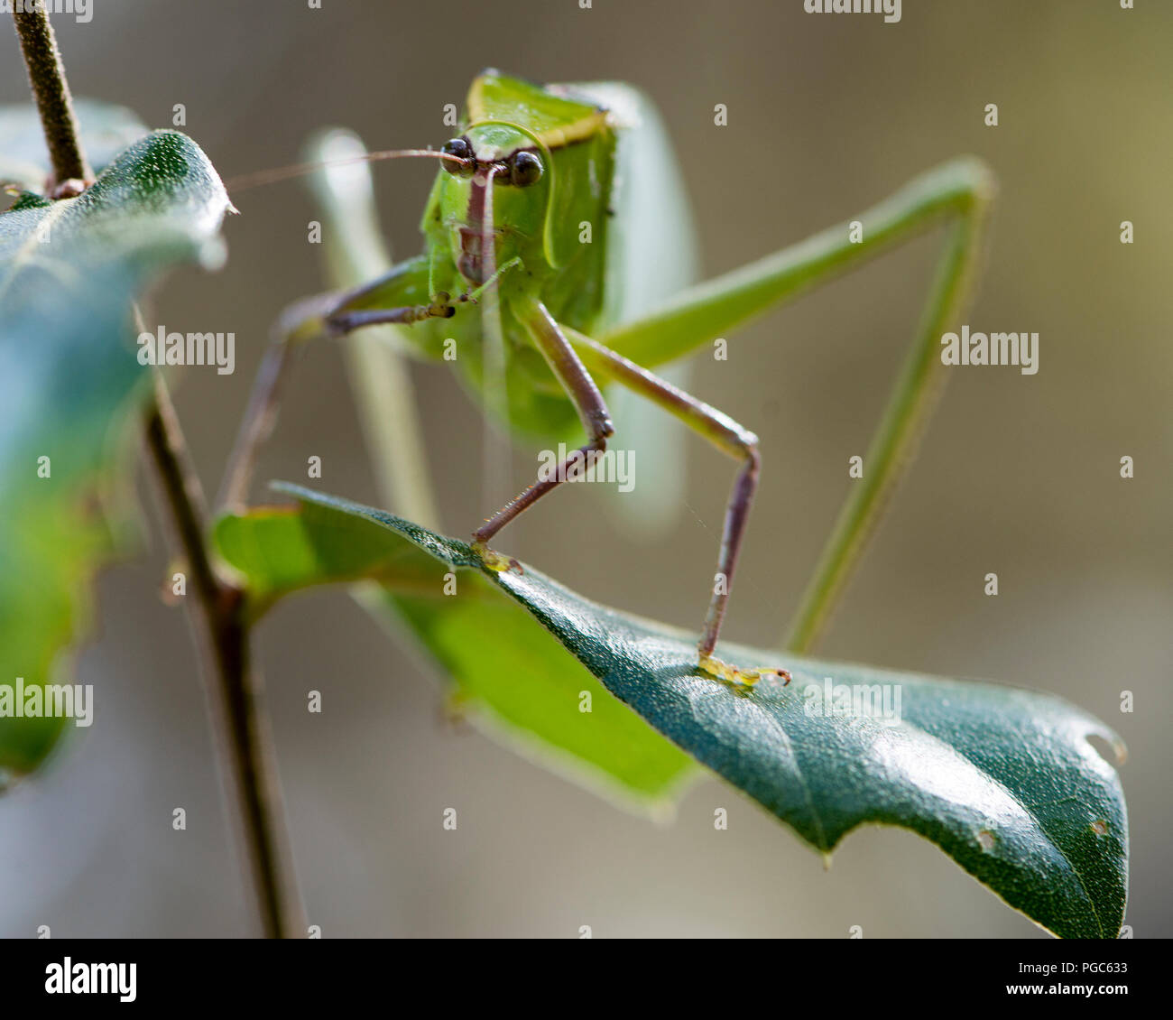 Katydid insetto su un ramo verde con un camuffamento visualizzando il suo colore verde, le antenne e gli occhi, nel suo ambiente e dintorni. Foto. Immagine. Foto Stock