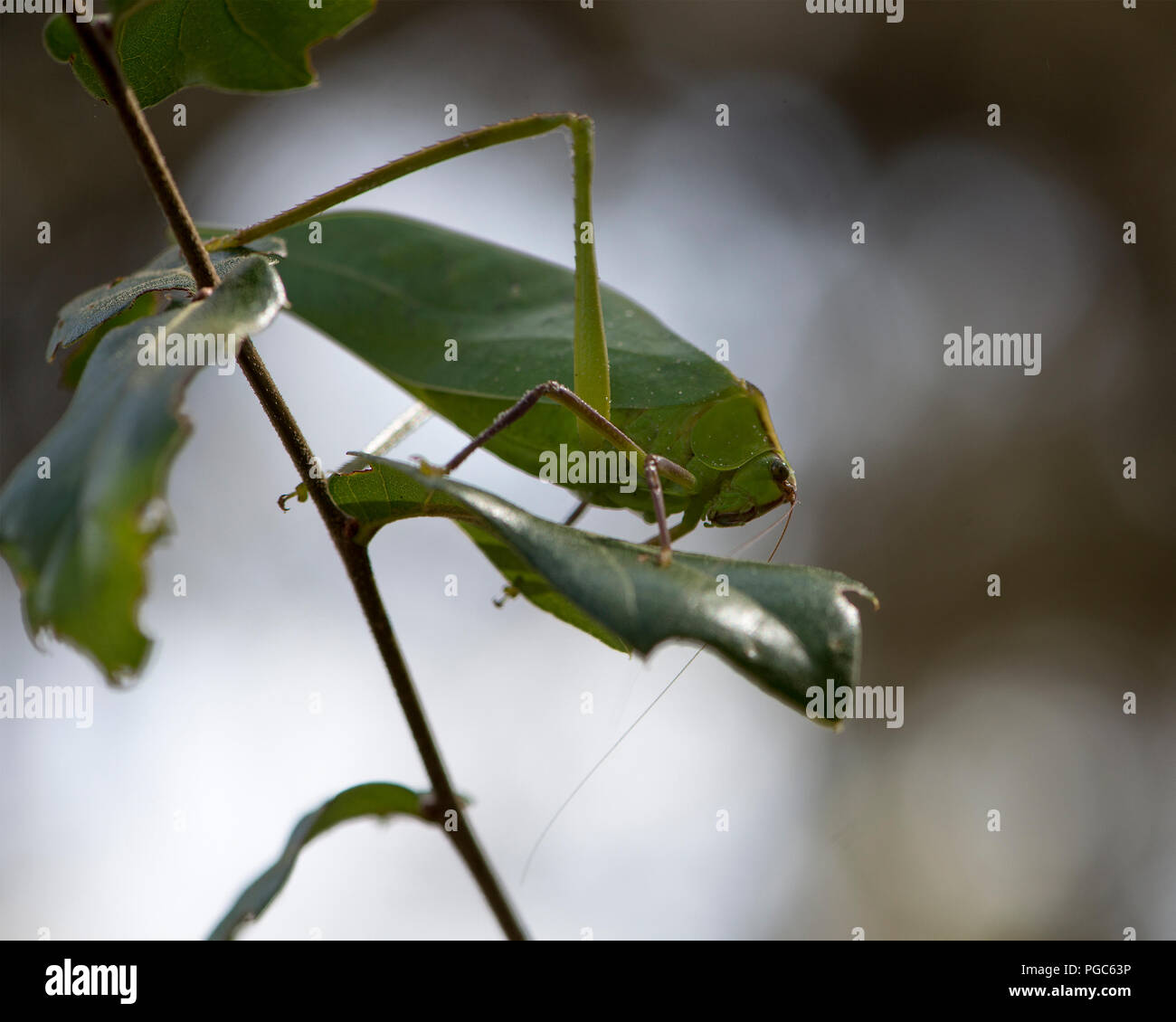 Katydid insetto su un ramo verde con un camuffamento visualizzando il suo colore verde, le antenne e gli occhi, nel suo ambiente e dintorni. Immagine. Ritratto. Foto Stock