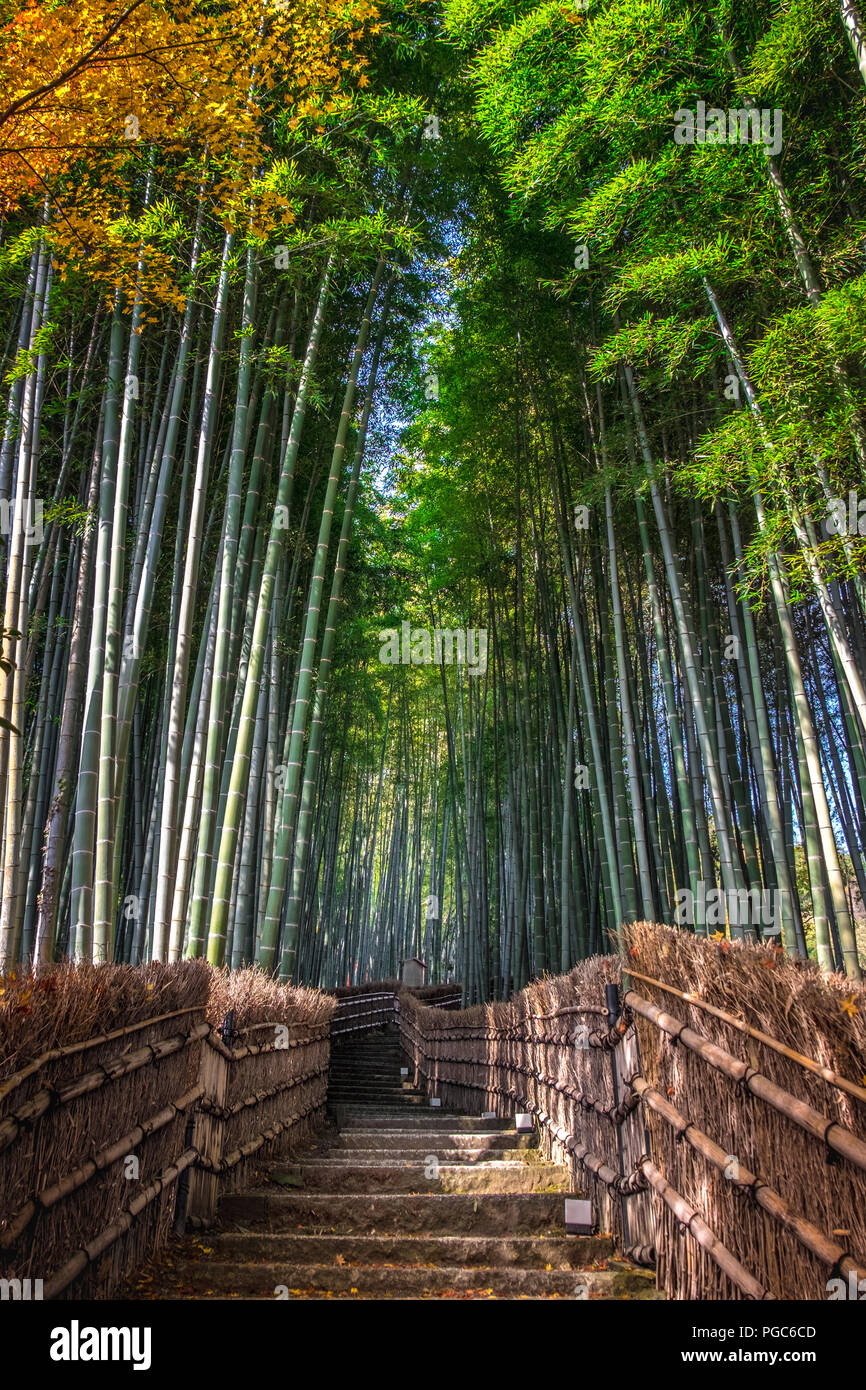 Arashiyama boschetto di bambù in autunno, Arashiyama, area Sagano, Western Kyoto, Giappone Foto Stock