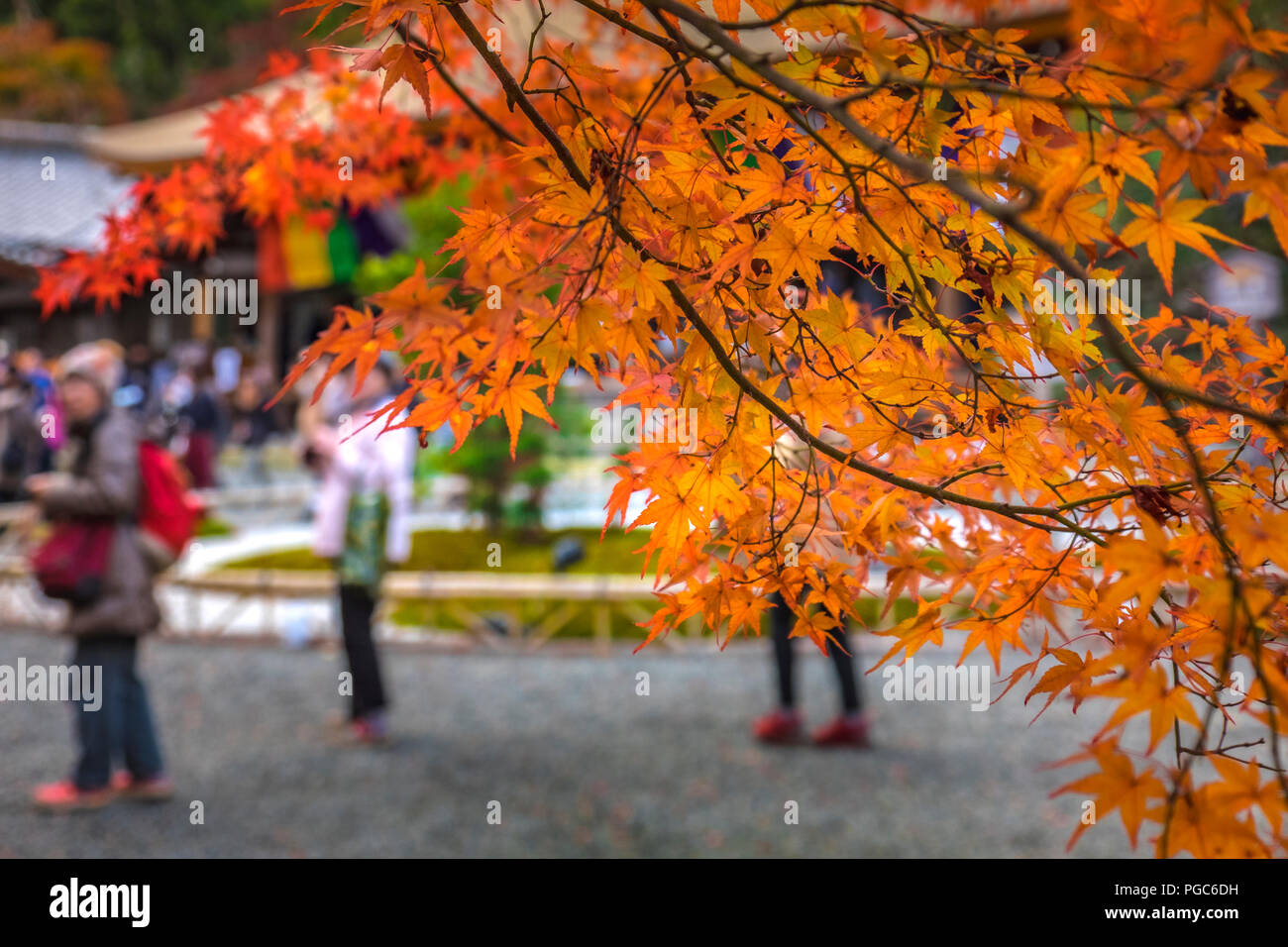 Bella cascata, autunno paesaggio intorno a Nison in (Nisonin) Tempio, Sagano Arashiyama area, Kyoto, Giappone Foto Stock