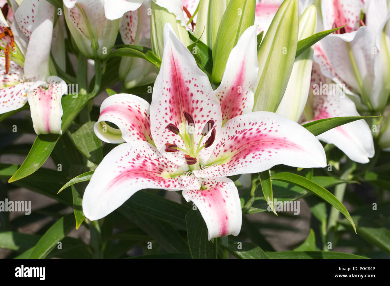 Oriental Lily fiori. Foto Stock