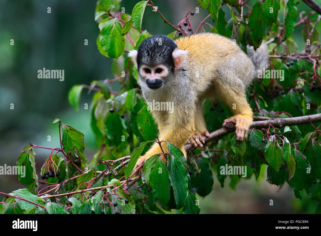 Scimmia di scoiattolo nella struttura ad albero Foto Stock