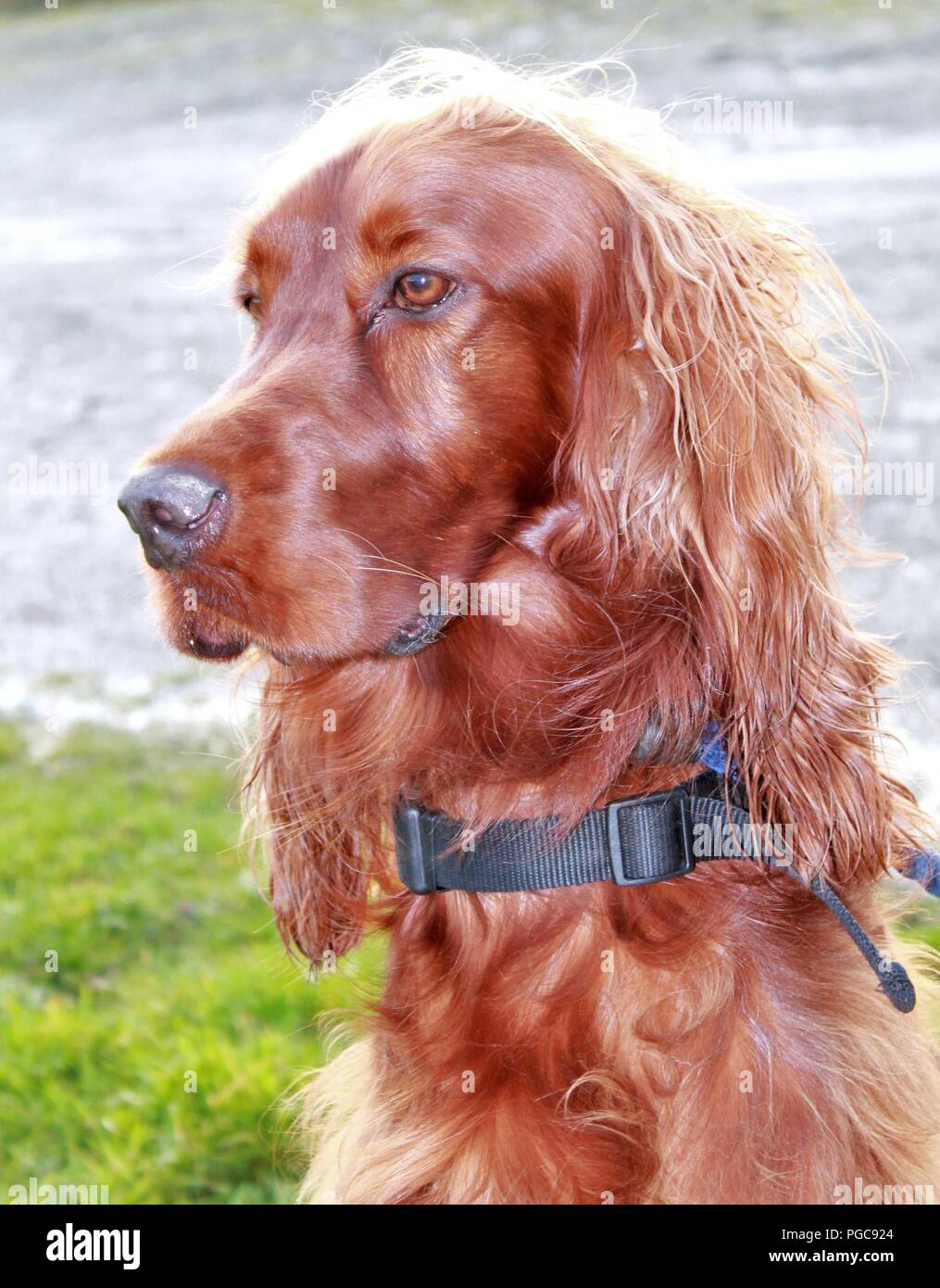 Testa e spalle ritratto di un pedigree Setter Irlandese cane,un cane noto per il suo aspetto elegante e atletico swashbuckling. Foto Stock