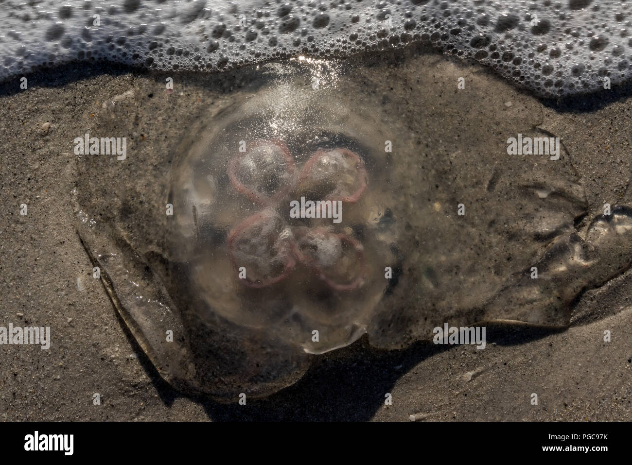 Luna medusa (Aurelia aurita) lavato fino sulla spiaggia sulla costa del Golfo della Florida, Stati Uniti d'America. Foto Stock