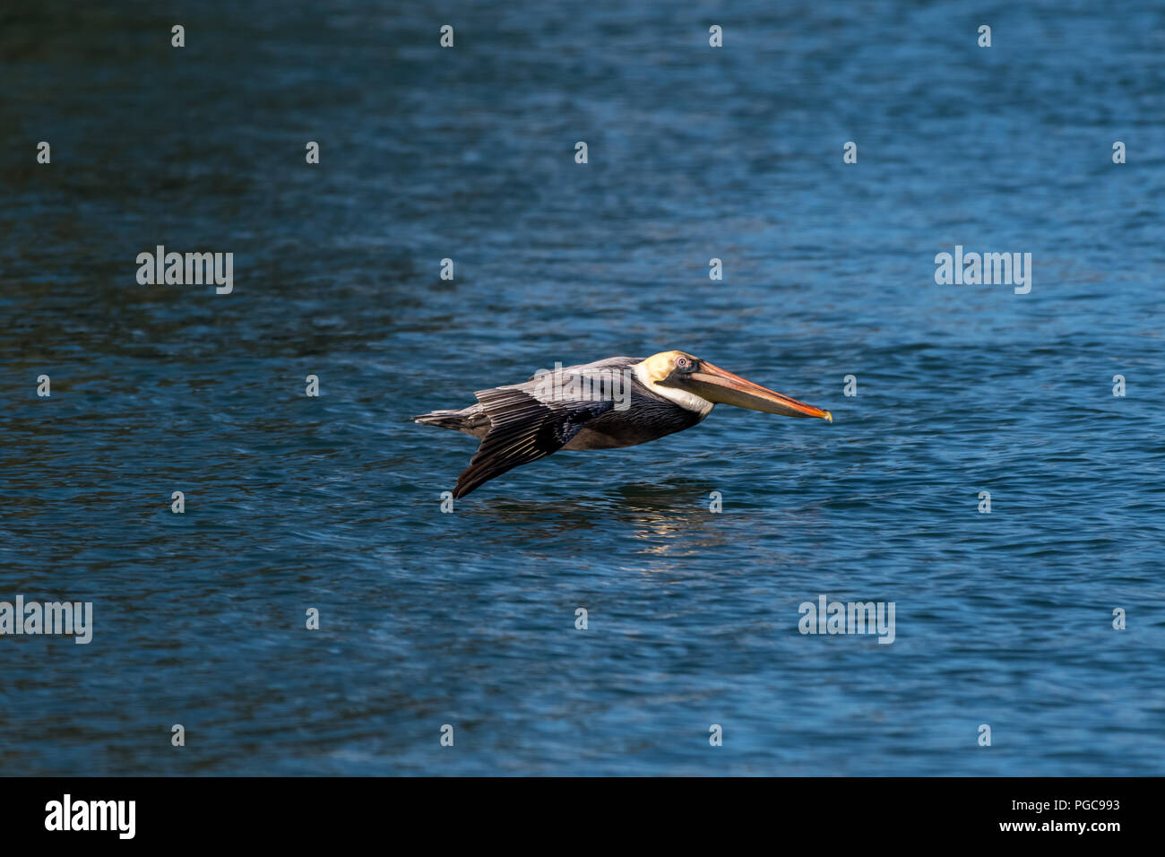 Pellicano marrone (Pelecanus occidentalis) volando a bassa quota sopra l'acqua in Florida, Stati Uniti d'America. Foto Stock