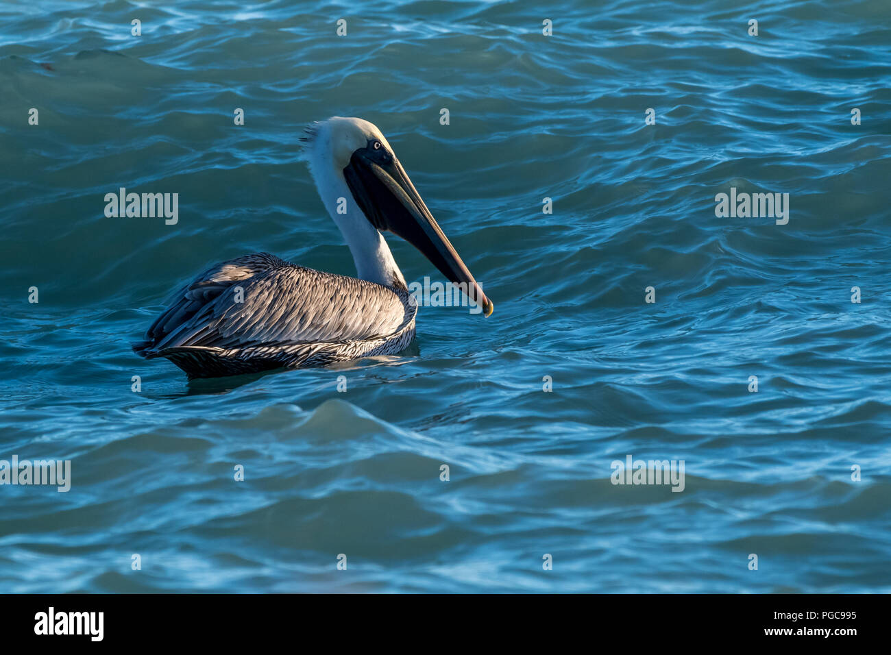 Pellicano marrone (Pelecanus occidentalis) nuoto in onde in Florida, Stati Uniti d'America. Foto Stock