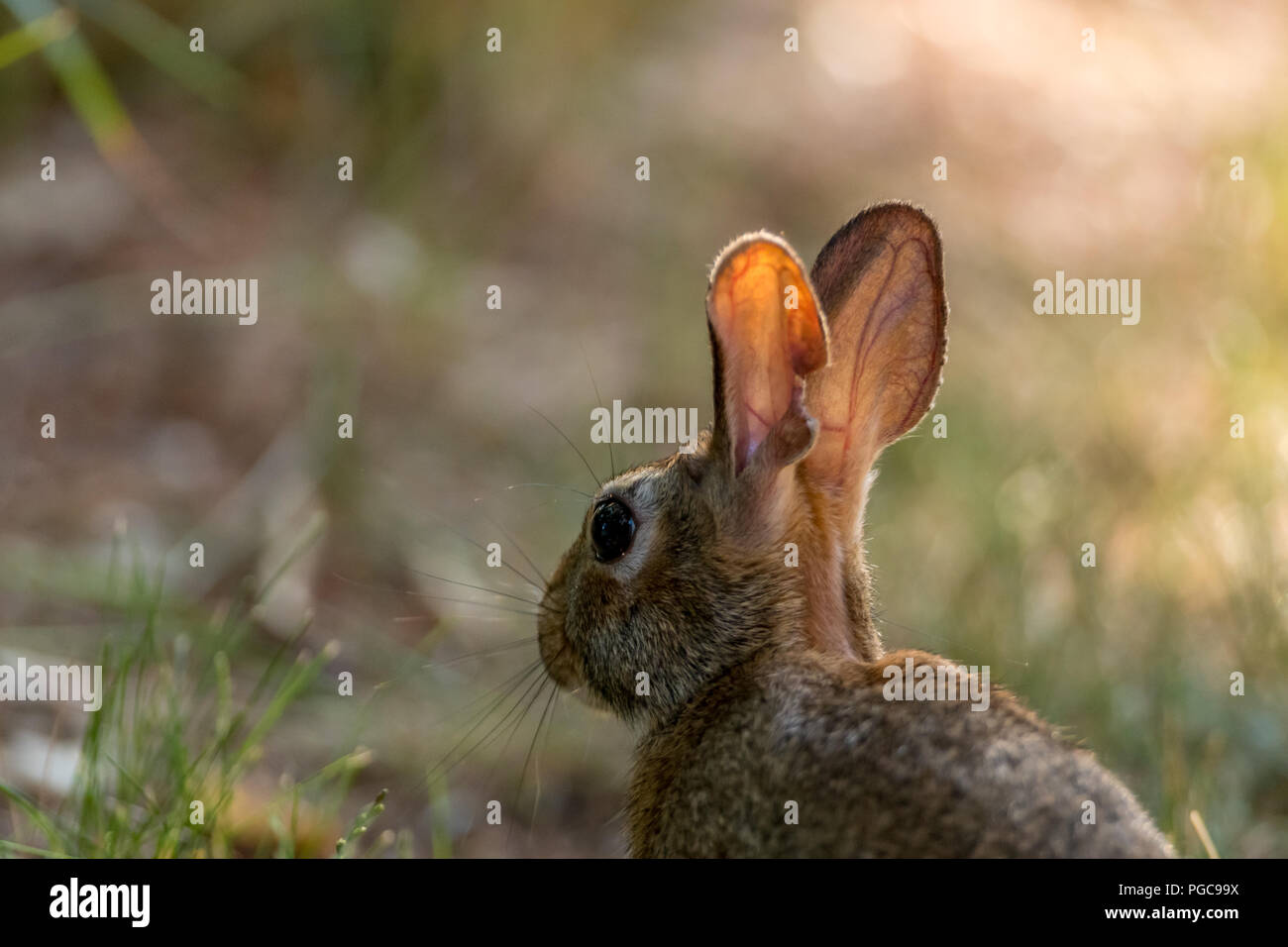 Orientale coniglio silvilago (Sylvilagus floridanus) in allerta. Foto Stock