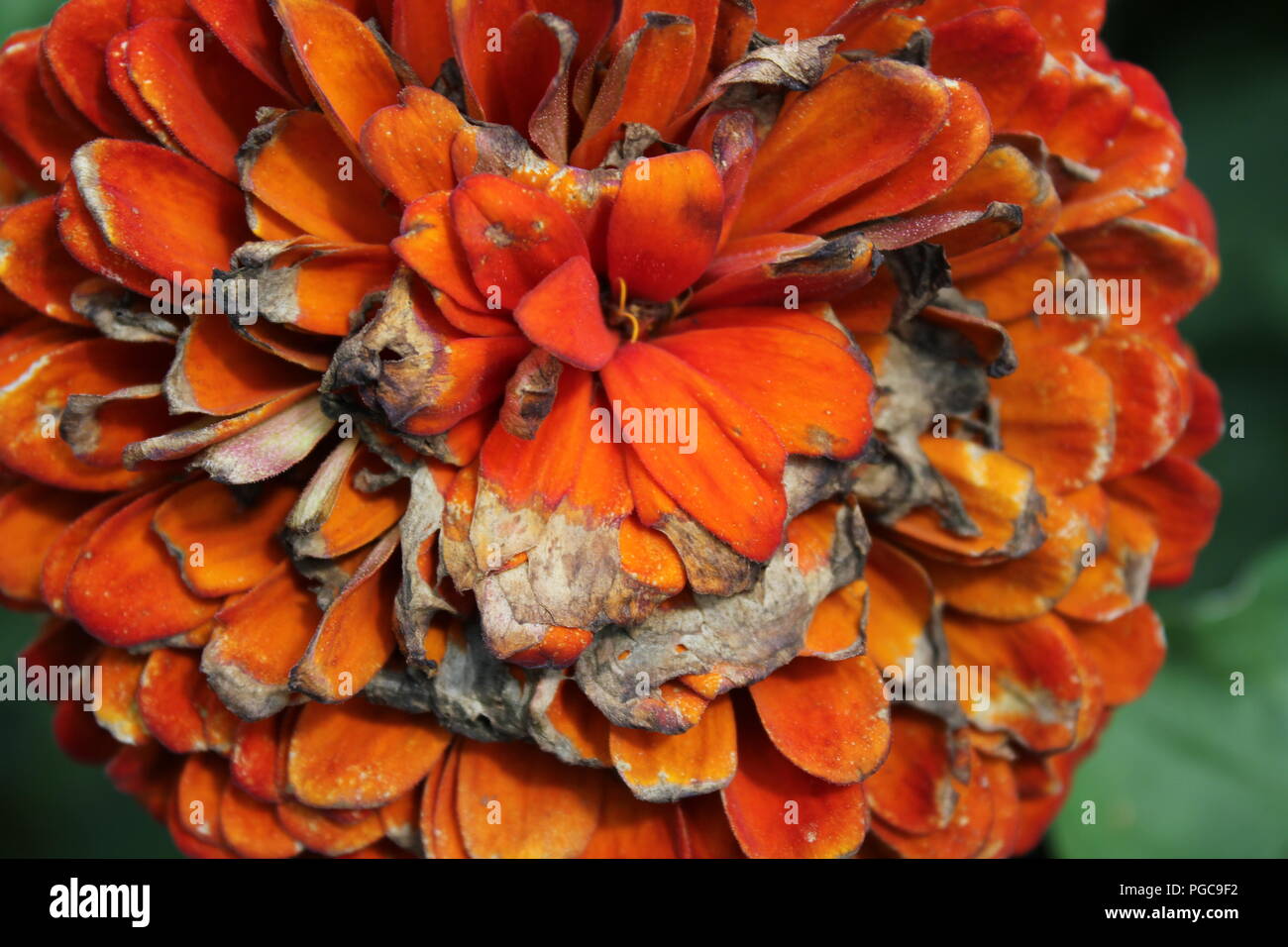 Splendida fioritura fiori nella tarda estate su una calda e soleggiata giornata al di fuori di Chicago, Illinois, Stati Uniti d'America. Foto Stock