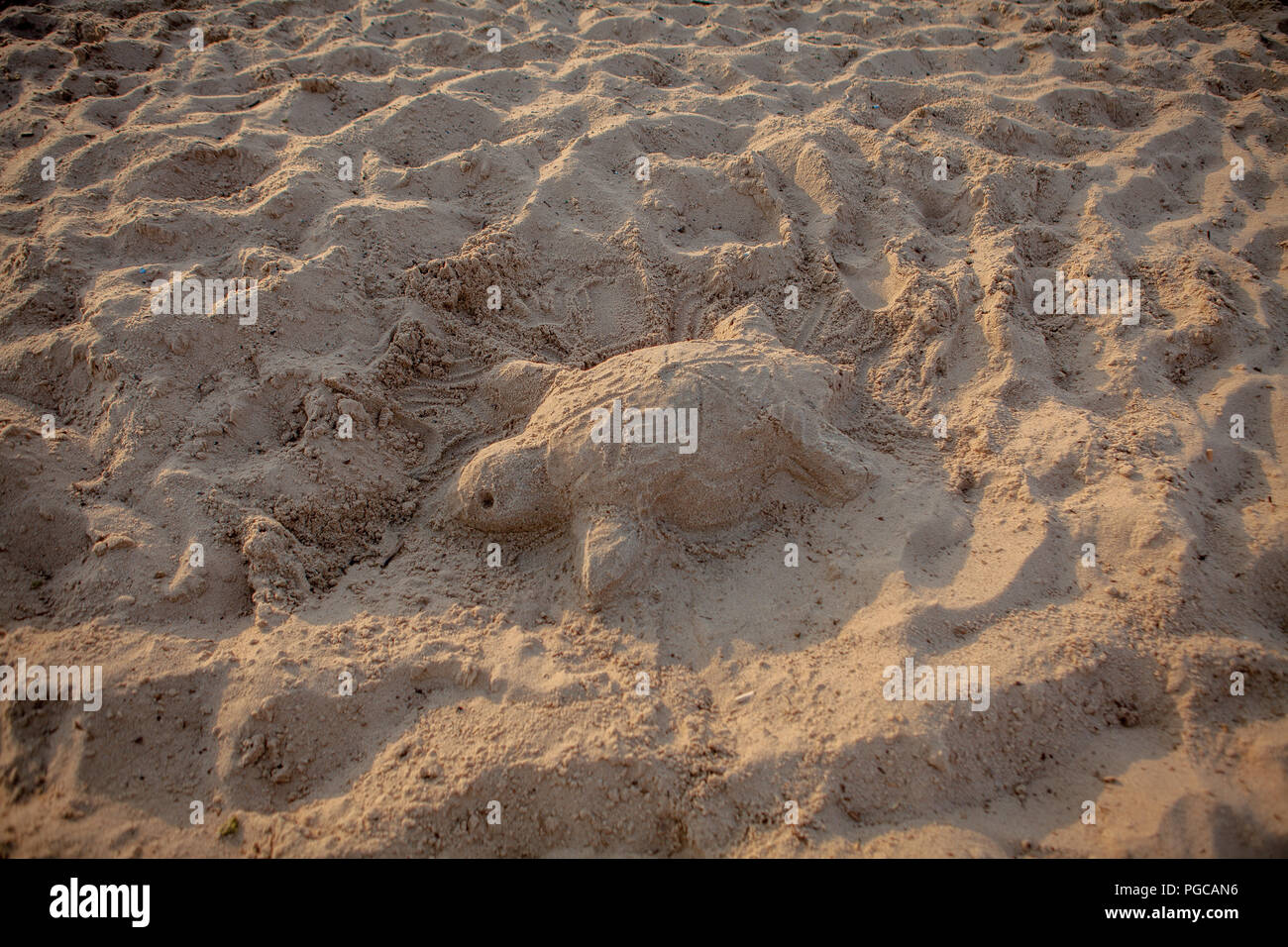 La Scultura Di Sabbia Di Una Tartaruga Di Mare Foto Stock Alamy
