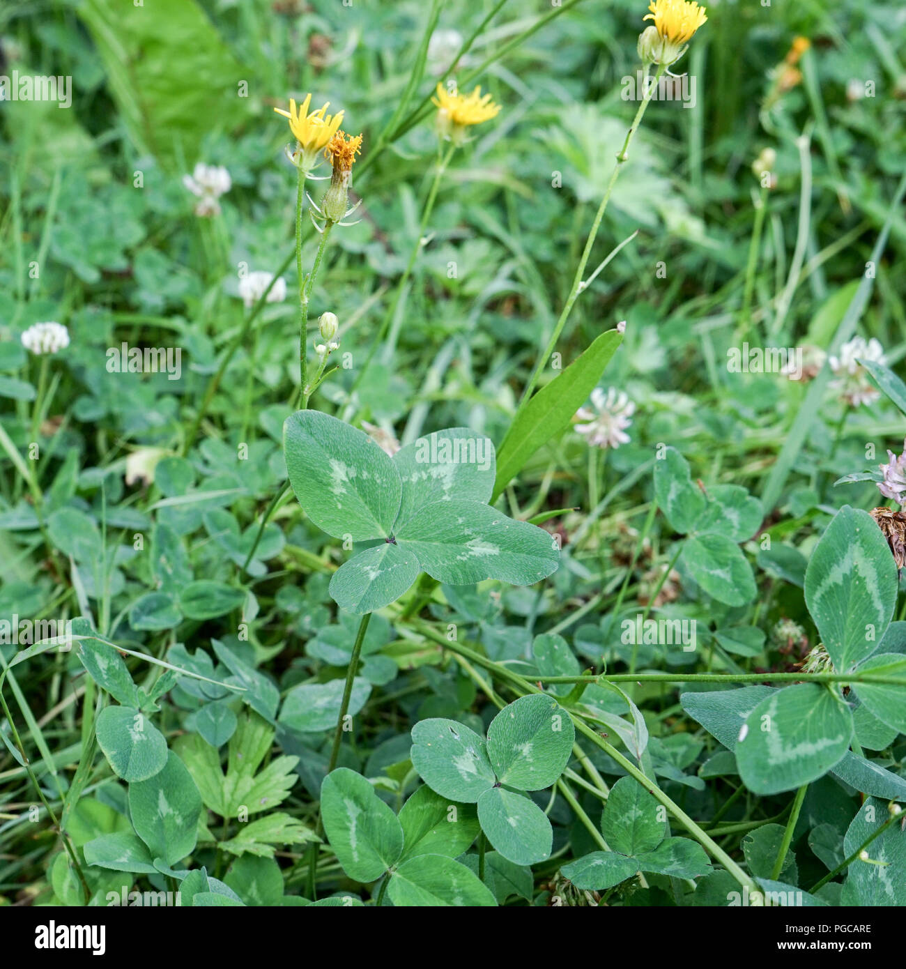 Quadrifoglio in un prato Foto Stock