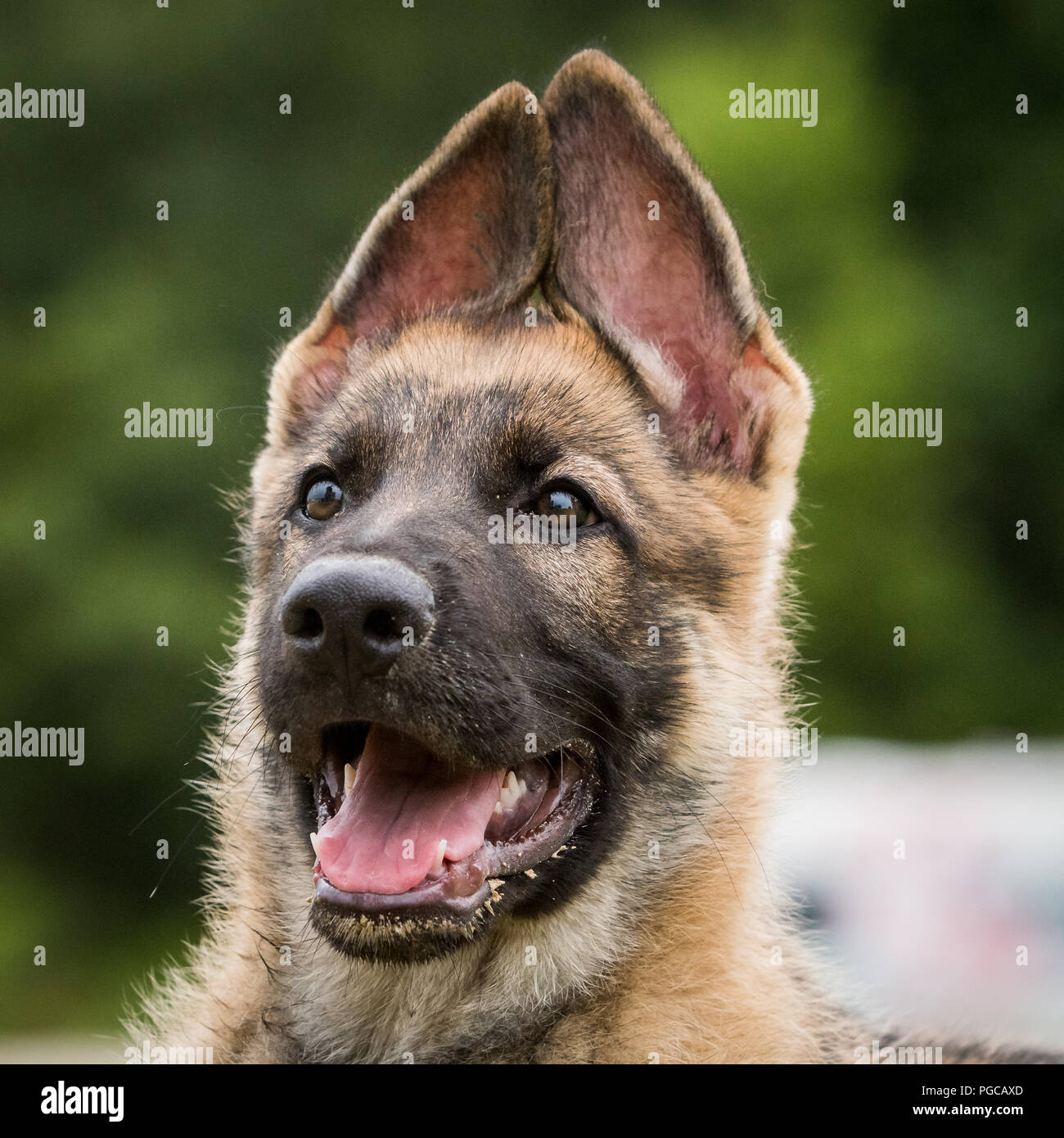 Pastore Tedesco faccia da cucciolo fino vicino Foto Stock