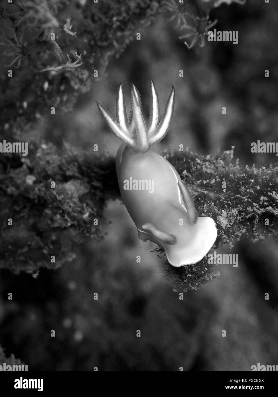 La bellezza del mondo sottomarino a Sabah. Foto Stock