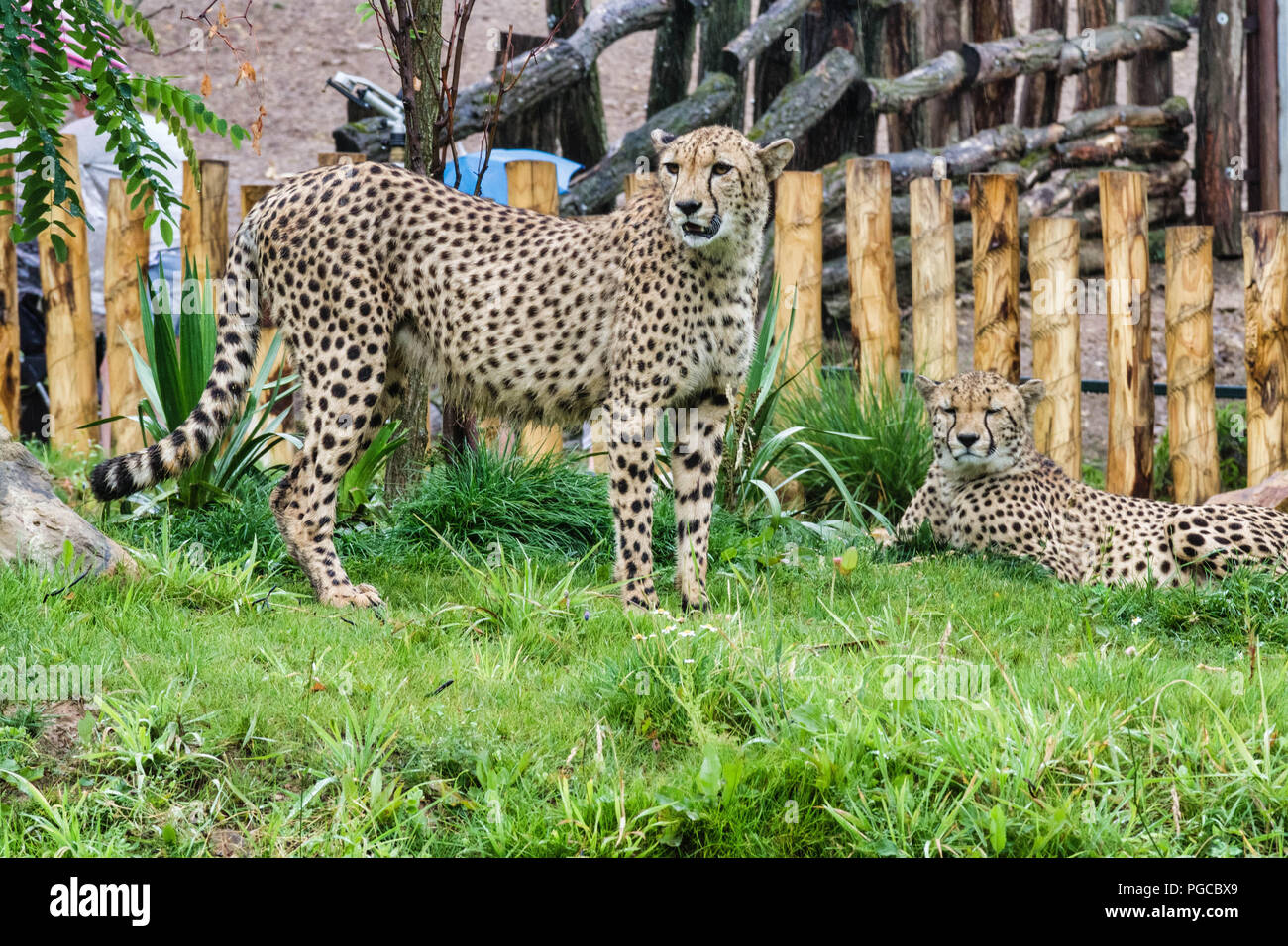 Le guépard (Acinonyx jubatus) est onu grand mammifère carnassier de la Famille des félidés vivant en Afrique et en Asie de l'Ouest. Foto Stock