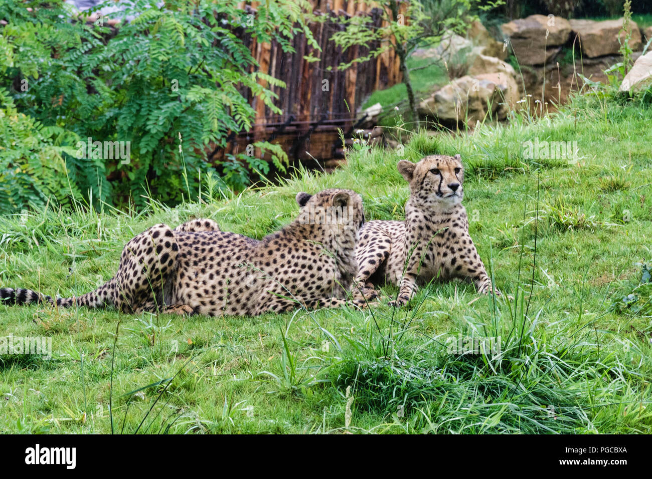 Le guépard (Acinonyx jubatus) est onu grand mammifère carnassier de la Famille des félidés vivant en Afrique et en Asie de l'Ouest. Foto Stock