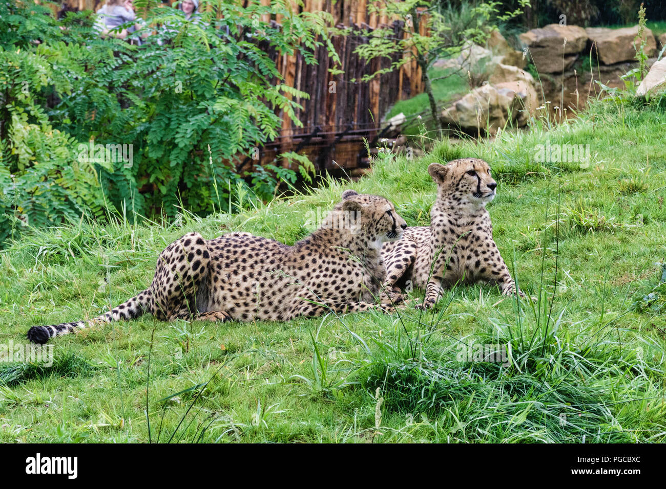Le guépard (Acinonyx jubatus) est onu grand mammifère carnassier de la Famille des félidés vivant en Afrique et en Asie de l'Ouest. Foto Stock