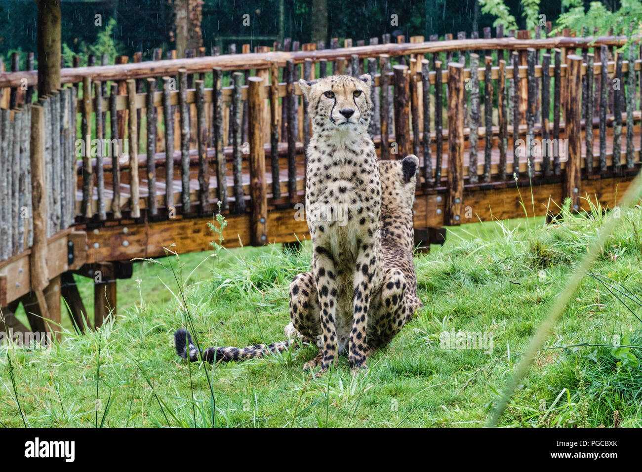 Le guépard (Acinonyx jubatus) est onu grand mammifère carnassier de la Famille des félidés vivant en Afrique et en Asie de l'Ouest. Foto Stock