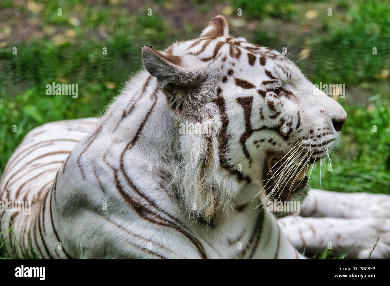 Le tigre blanc, parfois aussi appelé tigre blanc royal, est tigre delle Nazioni unite (Panthera tigris), mammifère carnivoro de la Famille des félidés, présentant une Foto Stock