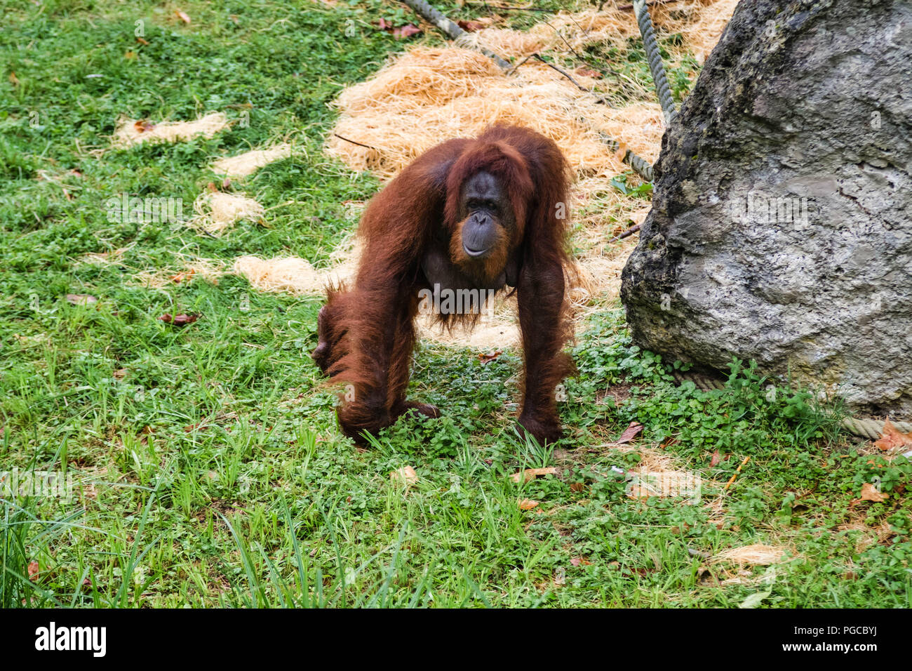 L'orang-outan est le plus gros mammifère arboricole, le seul des grands singes à passer sa vie entière dans les arbres. Foto Stock