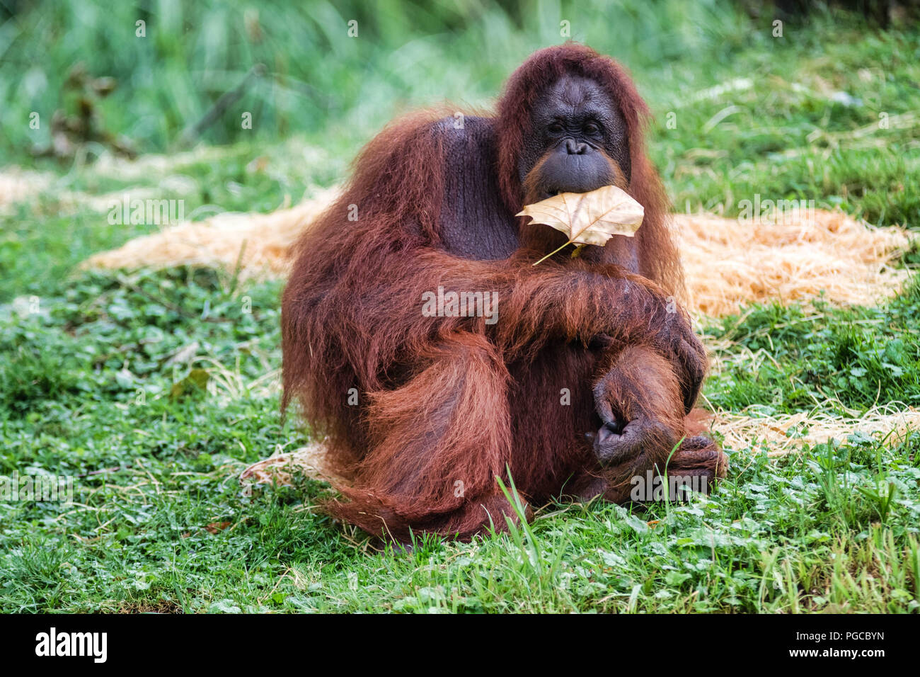 L'orang-outan est le plus gros mammifère arboricole, le seul des grands singes à passer sa vie entière dans les arbres. Foto Stock