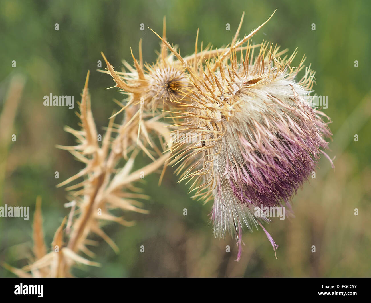 Cirsium vulgare (tistolo toro o tistolo comune) Foto Stock