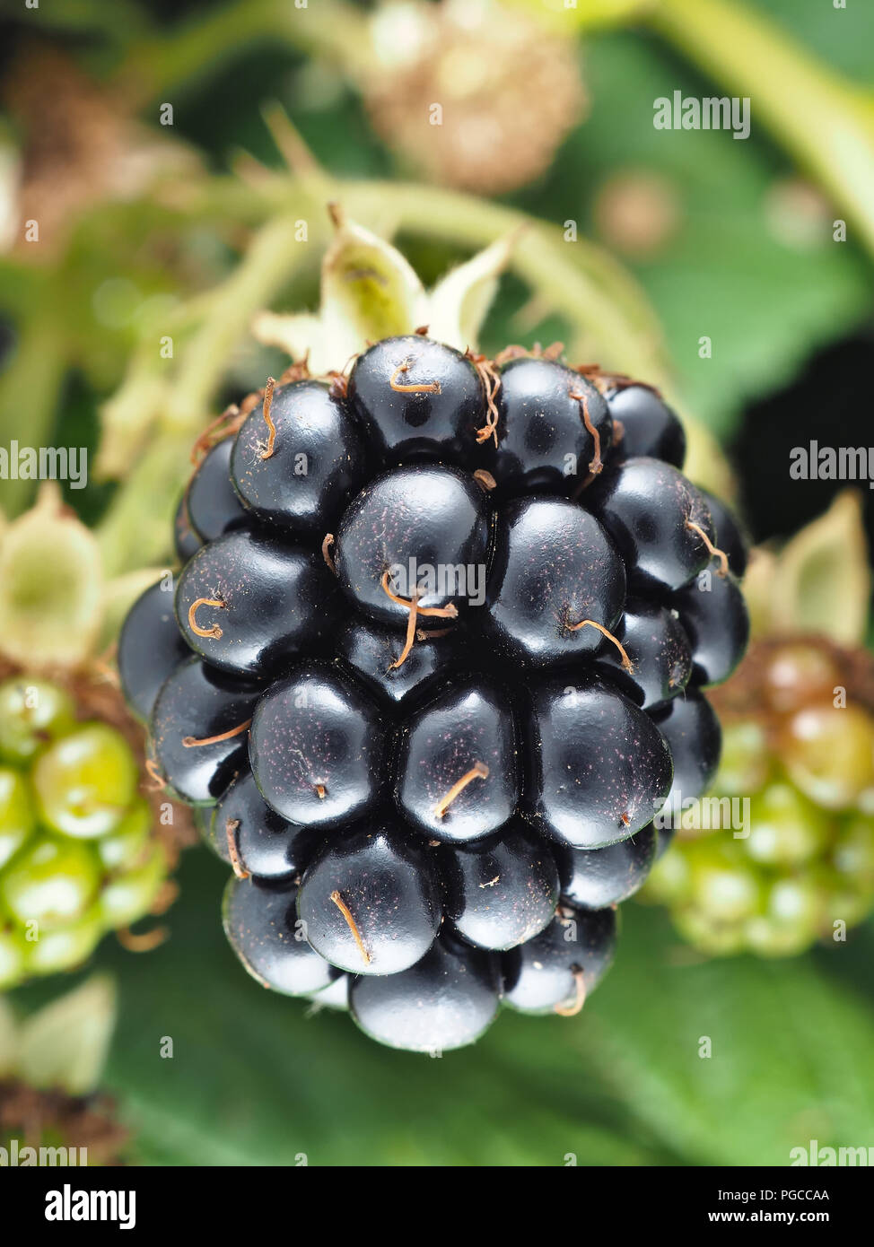 Rubus armeniacus, Himalayan blackberry - specie invasive in Pacific Northwest Foto Stock