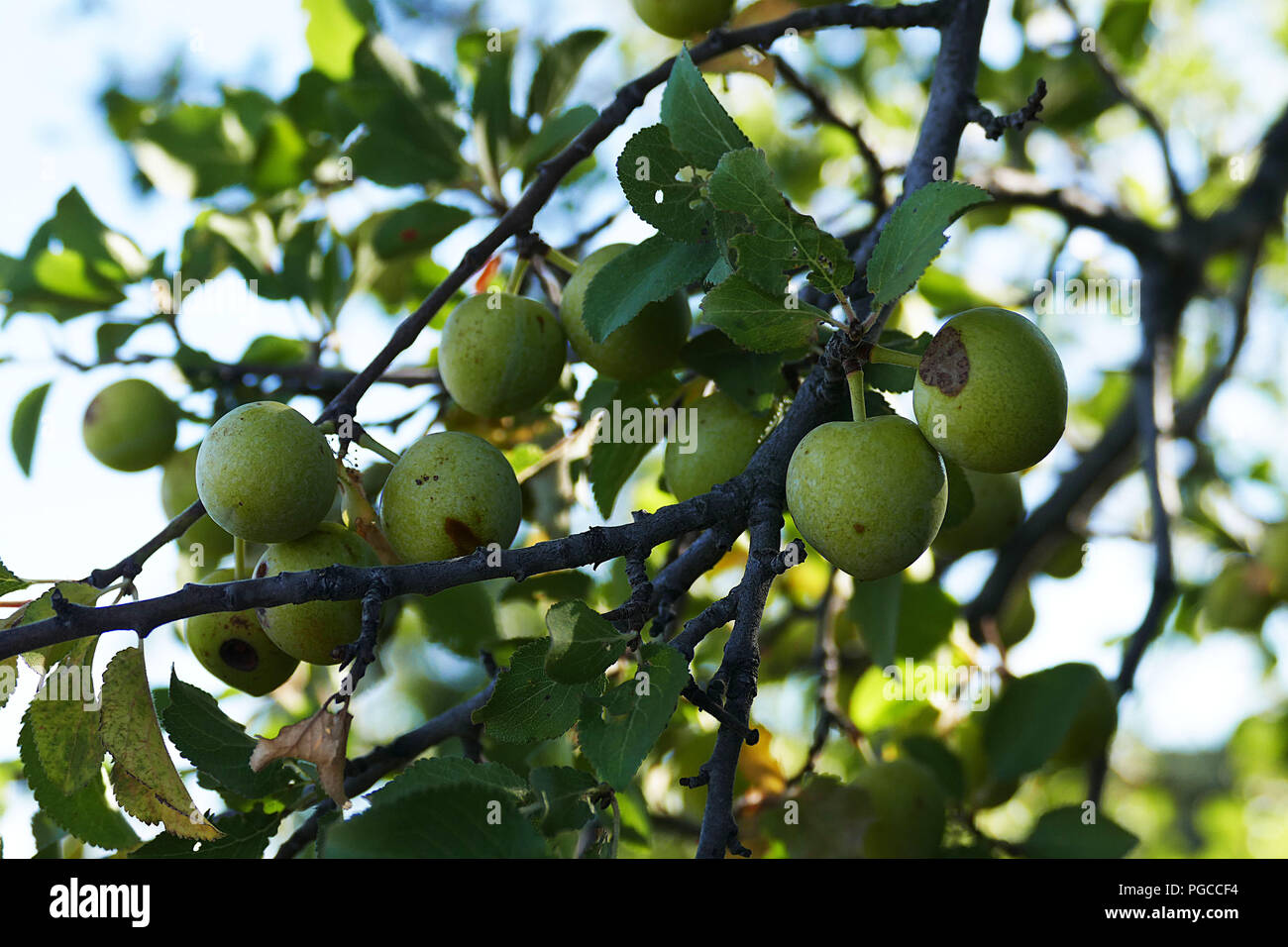 Prunus spinosa, Erik Jackal, medico di montagna frutto di prugne, Foto Stock