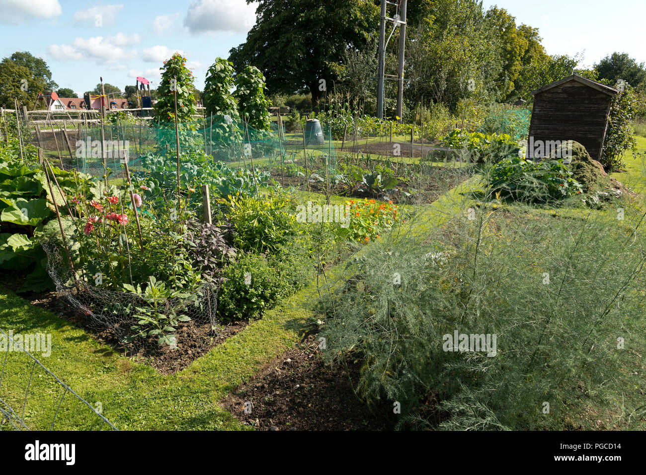 Un riparto rurale giardino con frutta e verdura in crescita, in tarda estate. Foto Stock