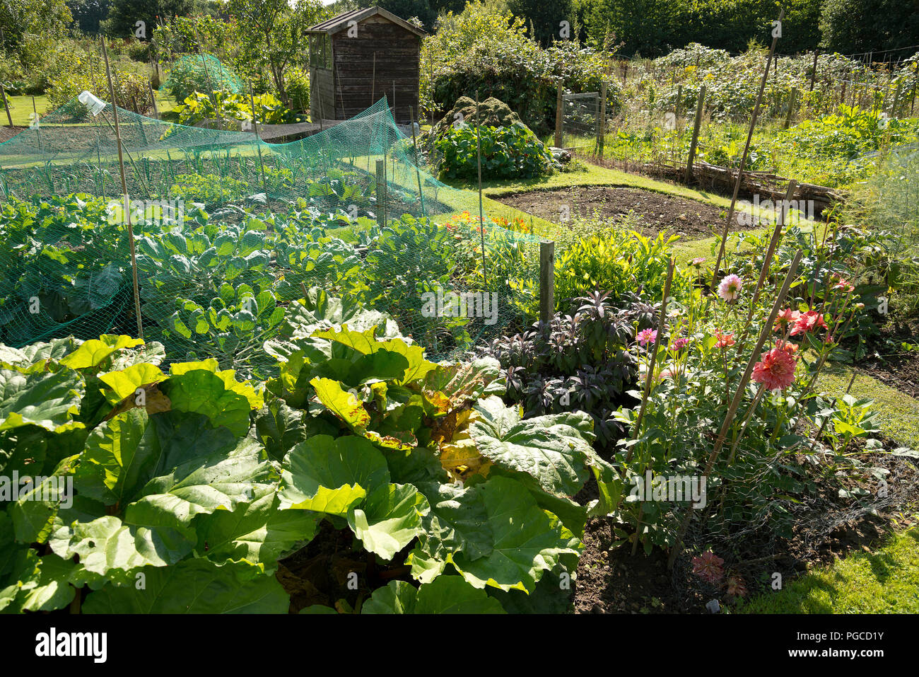 Un riparto rurale giardino con frutta e verdura in crescita, in tarda estate. Foto Stock