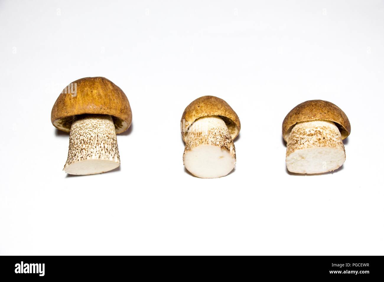 Giovani e succosa coniglietto di funghi su uno sfondo bianco. Si tratta di un fungo che si può mangiare. È molto gustosa. Foto Stock