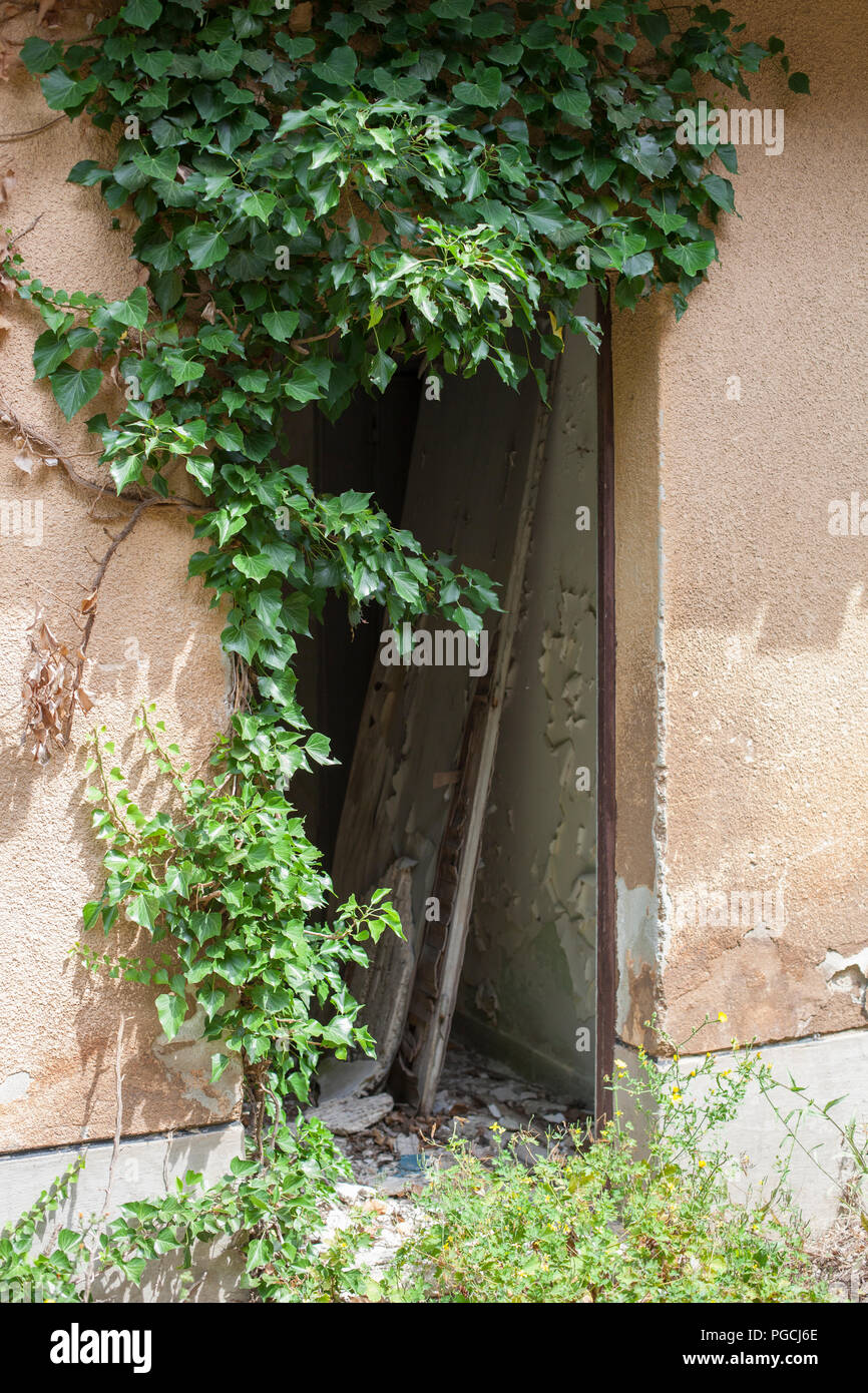 Il vecchio ingresso coperto di edera Foto Stock