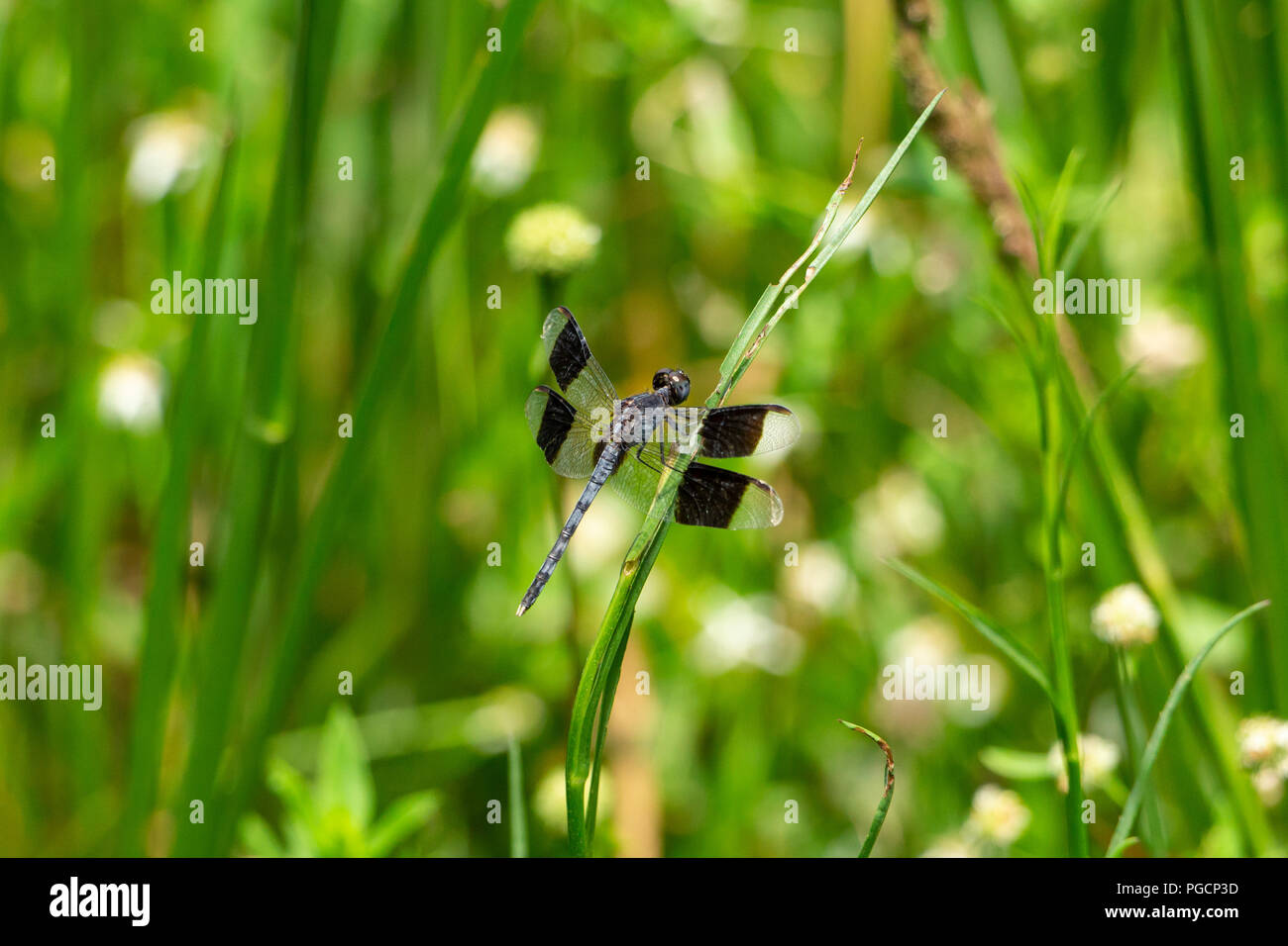 Band-winged dragonlet dragonfly (Erythrodiplax umbrata), maschio - Wolf Lake Park, Davie, Florida, Stati Uniti d'America Foto Stock