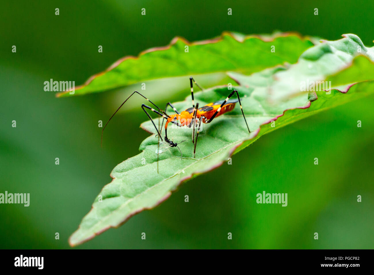 Milkweed assassin bug (Zelus longipes) alimentazione sul piccolo insetto, closeup - Davie, Florida, Stati Uniti d'America Foto Stock