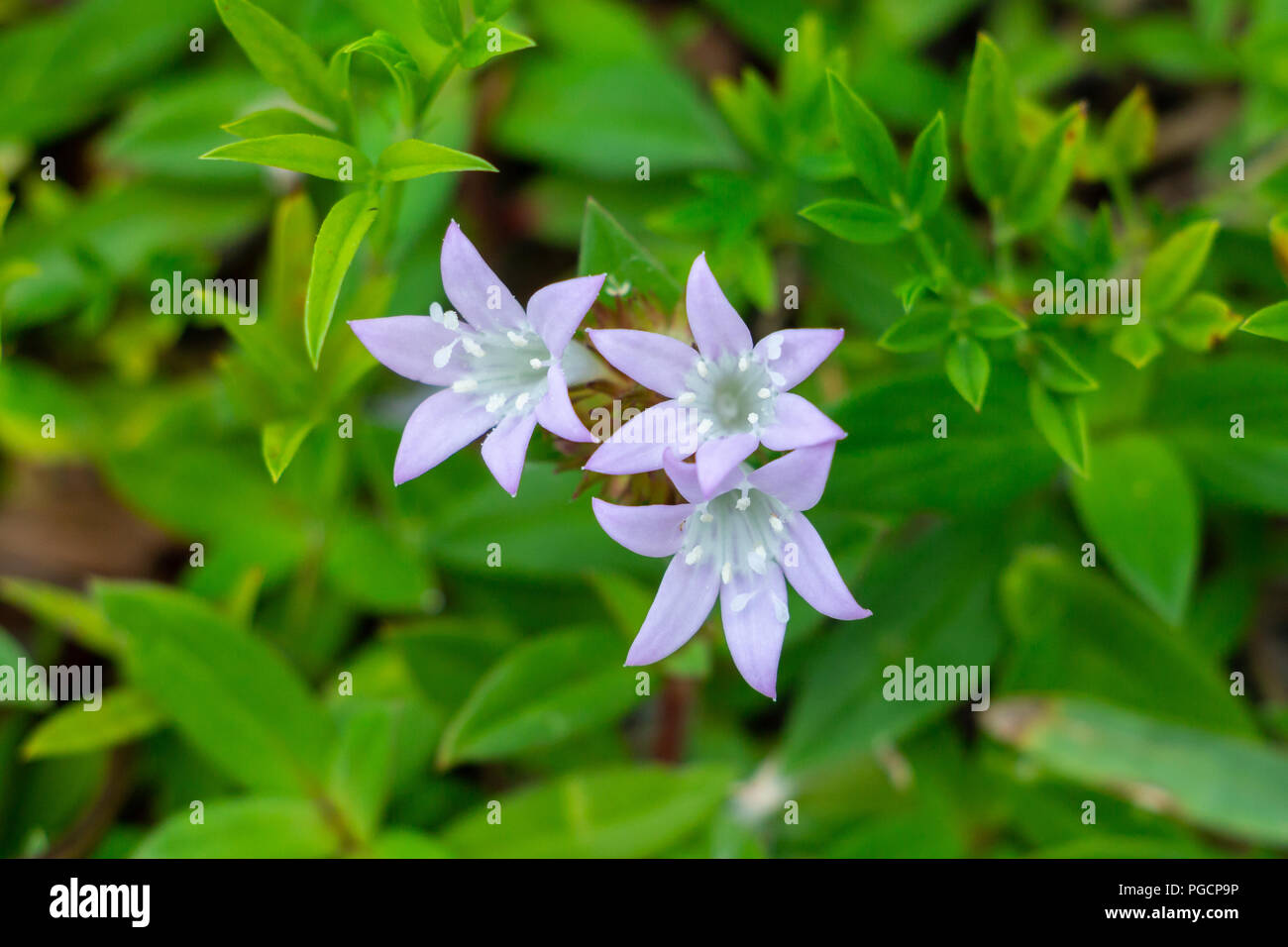 Largeflower pusley (Richardia grandiflora), soprannominato Florida Snow, fiori viola closeup - Hollywood, Florida, Stati Uniti d'America Foto Stock