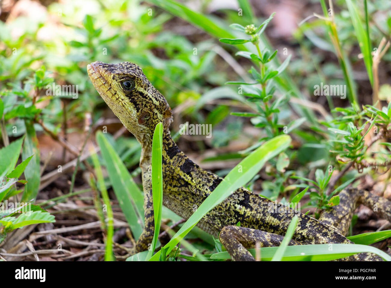 Brown basilisco (Basiliscus vittatus) lizard, femmina, closeup - Topeekeegee Yugnee (TY) Park, Hollywood, Florida, Stati Uniti d'America Foto Stock