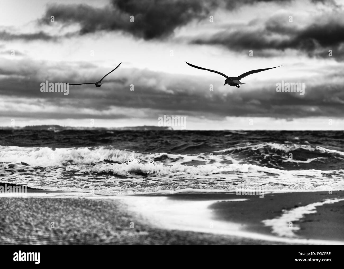 Spiaggia Piana con pozzanghere di acqua, alto contrasto del cielo, in primo piano 2 uccelli in volo - foto in bianco e nero - Location: Germania, Ruegen Islan Foto Stock