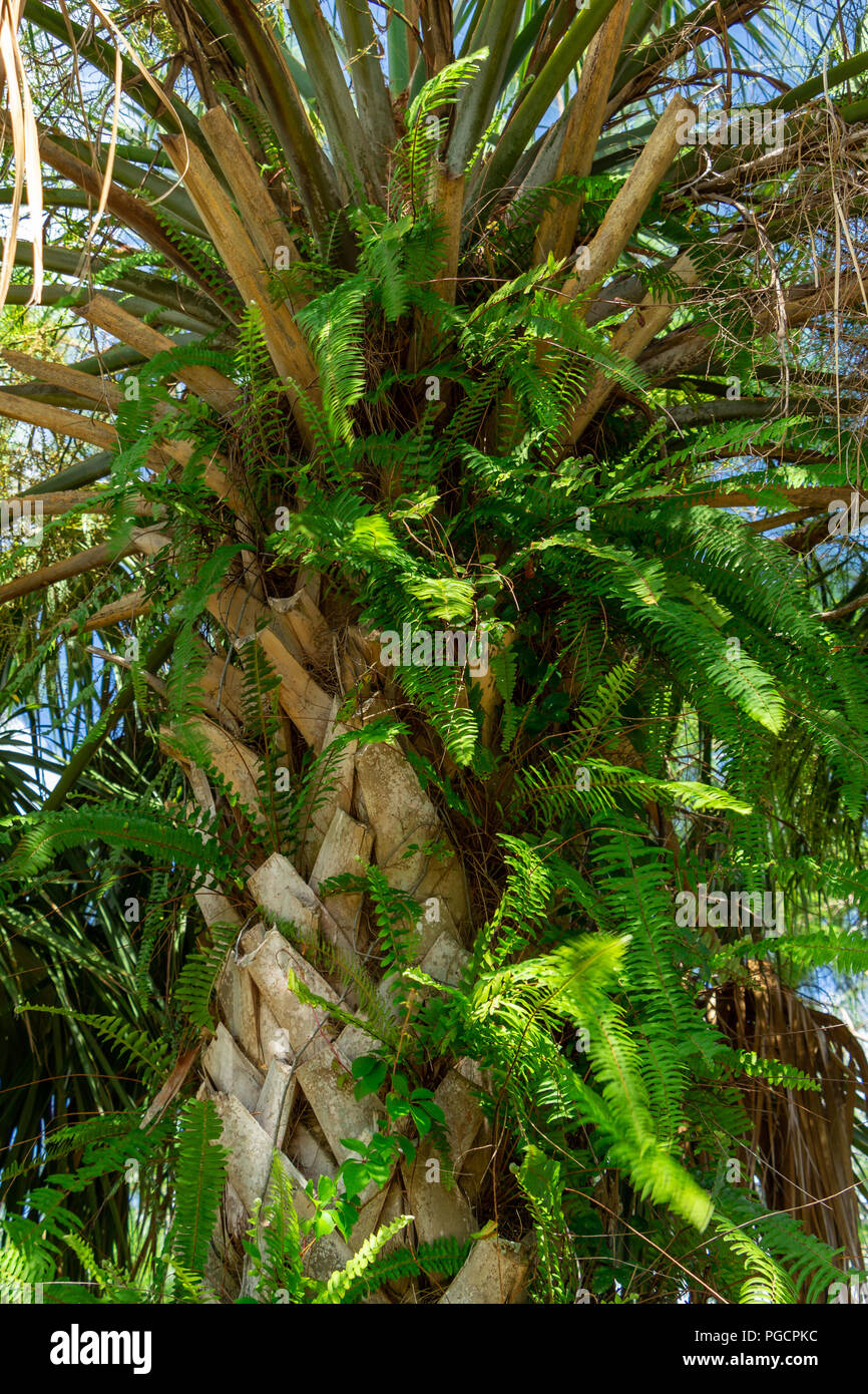 Felci crescente da bootjacks di cavolo palm (Sabal palmetto) - Delray Beach, Florida, Stati Uniti d'America Foto Stock